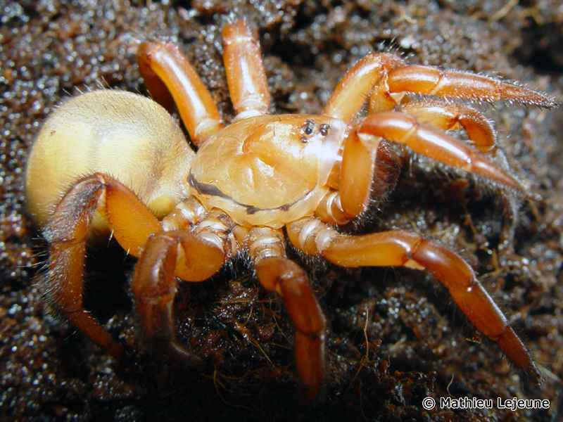 stasimopus_robertsi3ml