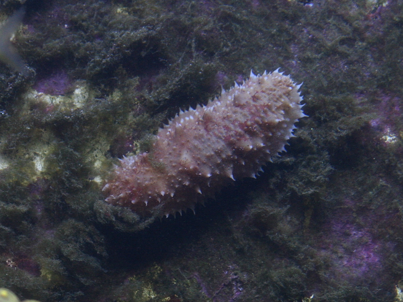 stichopus_regalis1md