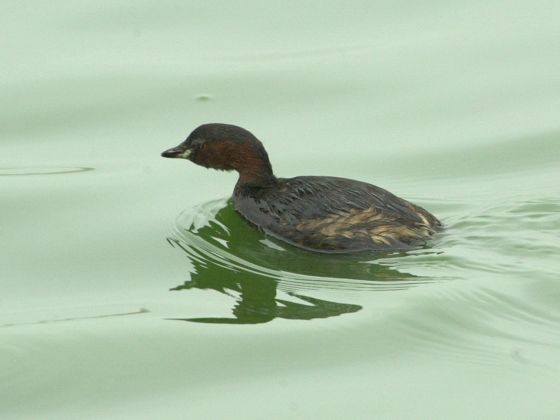 Tachybaptus_ruficollis