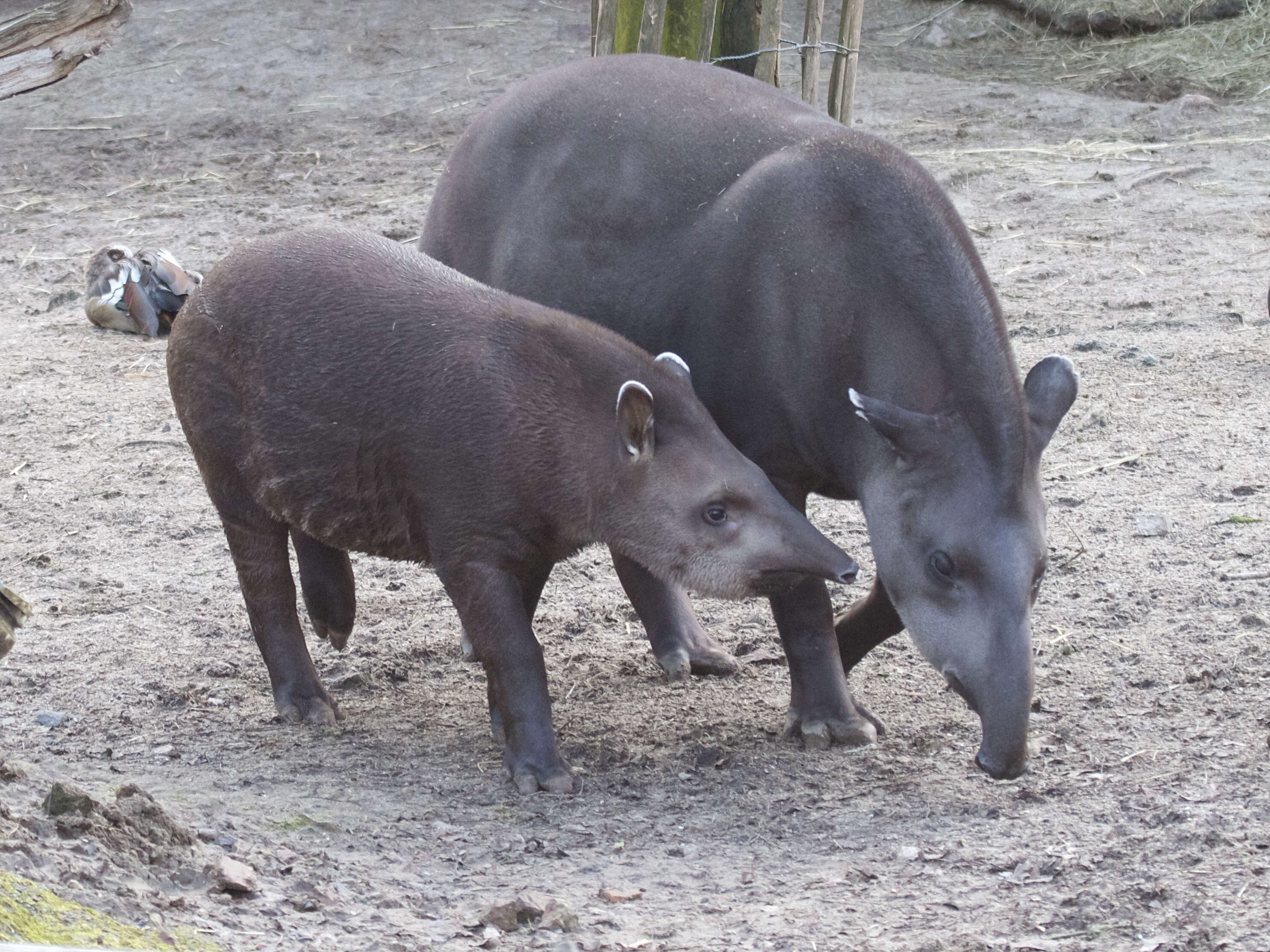 tapirus_terrestris1bd