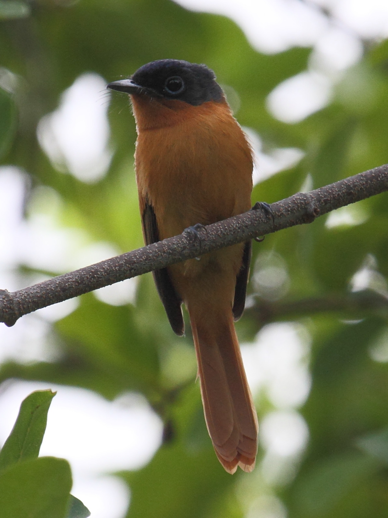 tchitrec_malgache_-_terpsiphone_mutata3bd