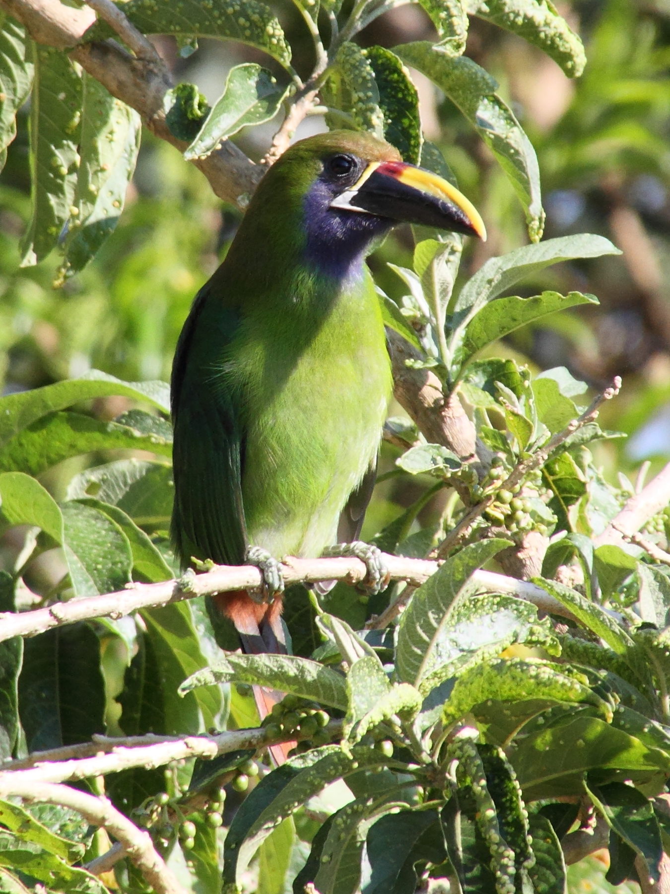 Afficher le média toucanet_emeraude_-_aulacorhynchus_prasinus1md toucanet_emeraude_-_aulacorhynchus_prasinus1md