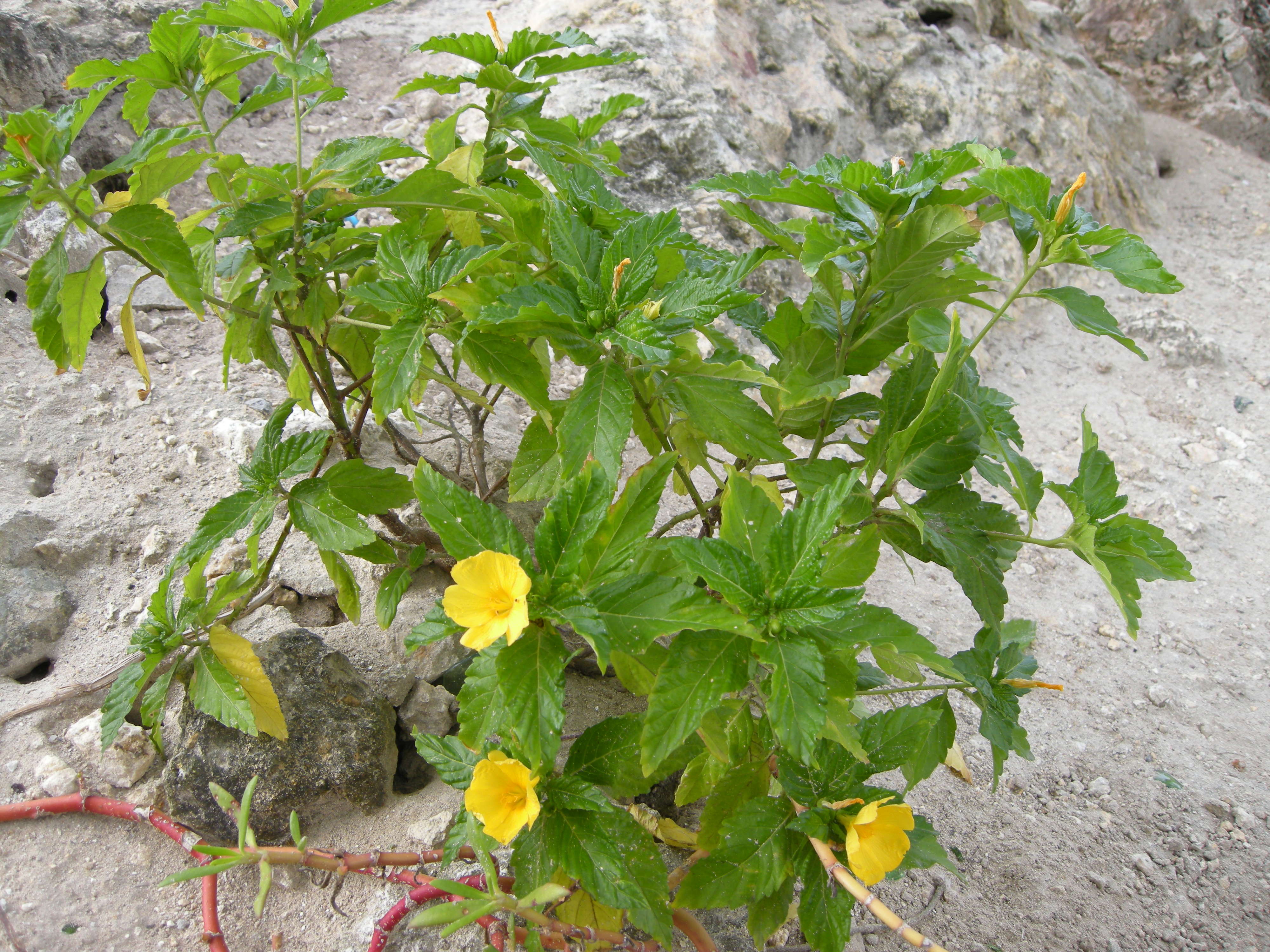 turnera_ulmifolia2md