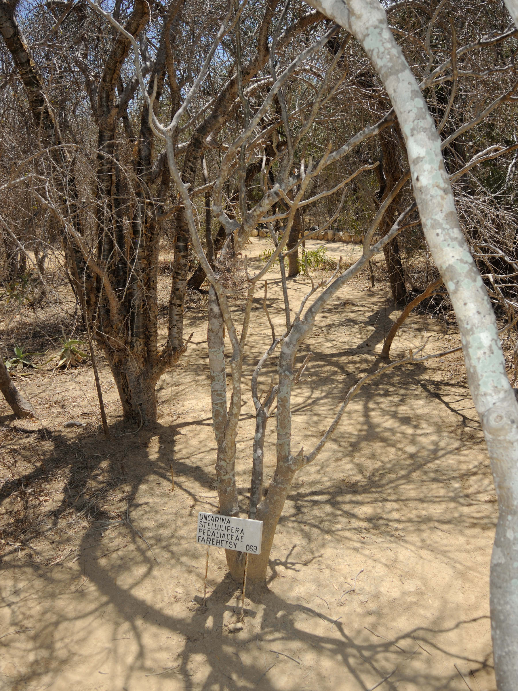 uncarina_stellulifera3md