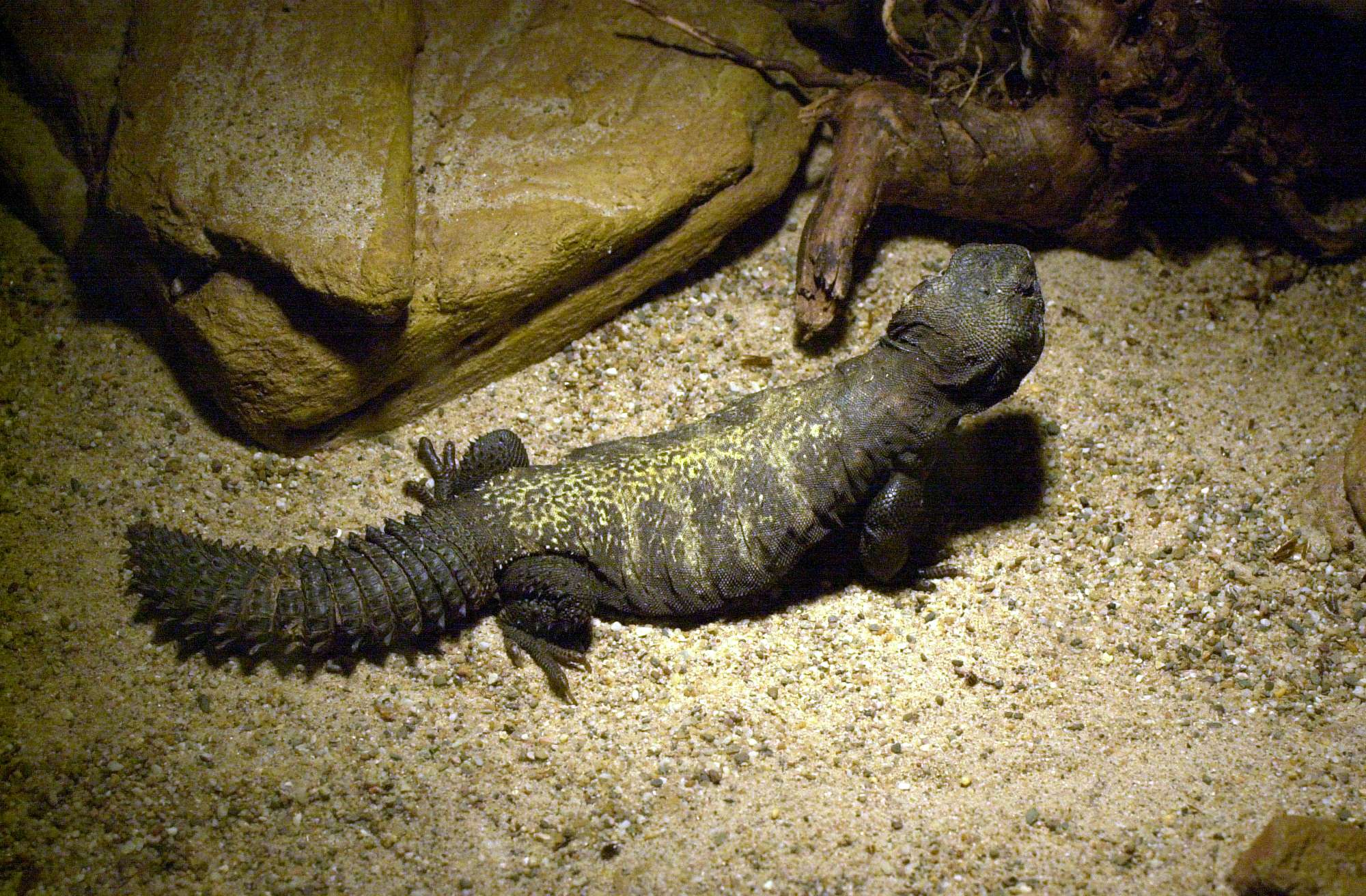 Afficher le média uromastyx_acanthinura1md uromastyx_acanthinura1md