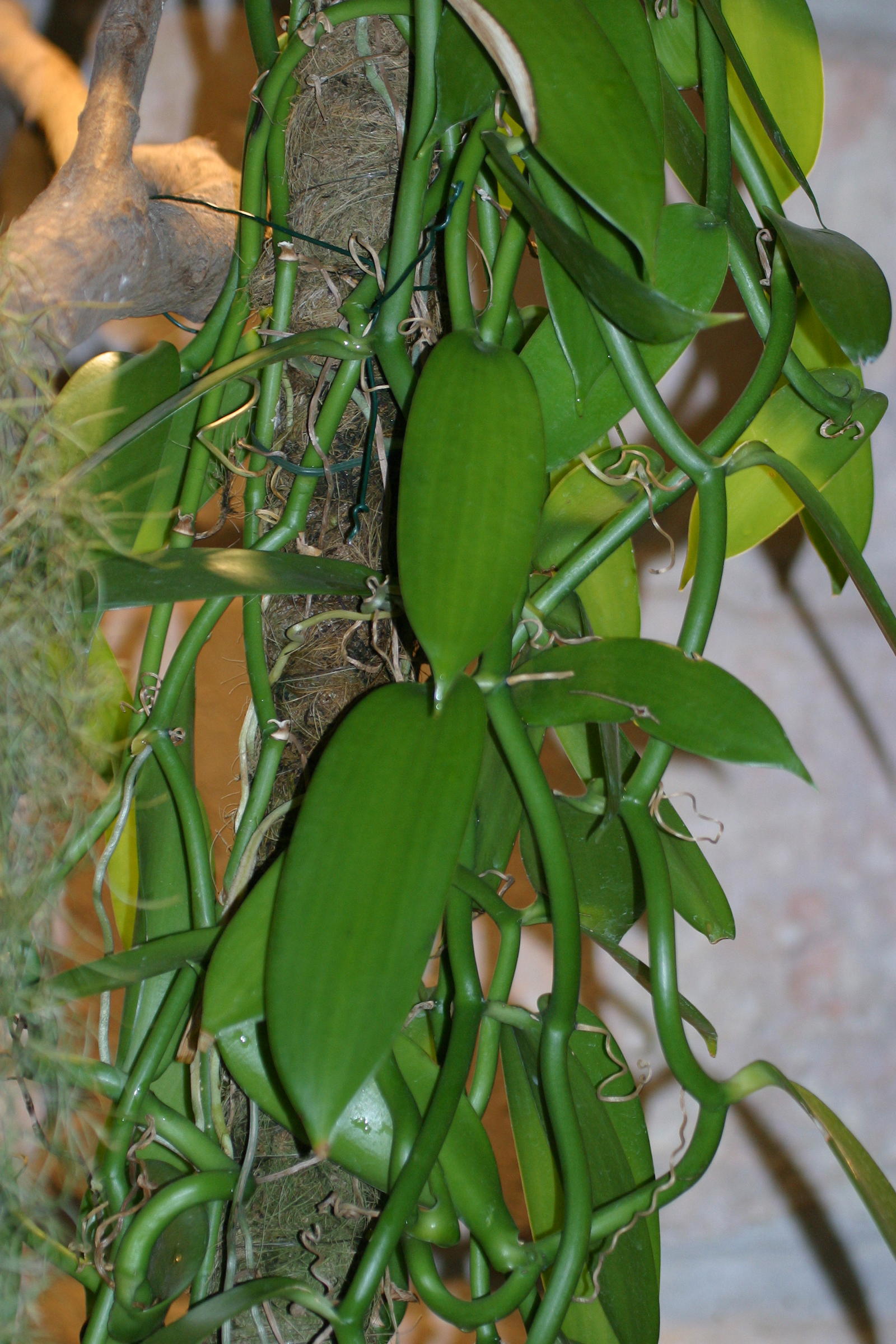 vanilla_planifolia2bd