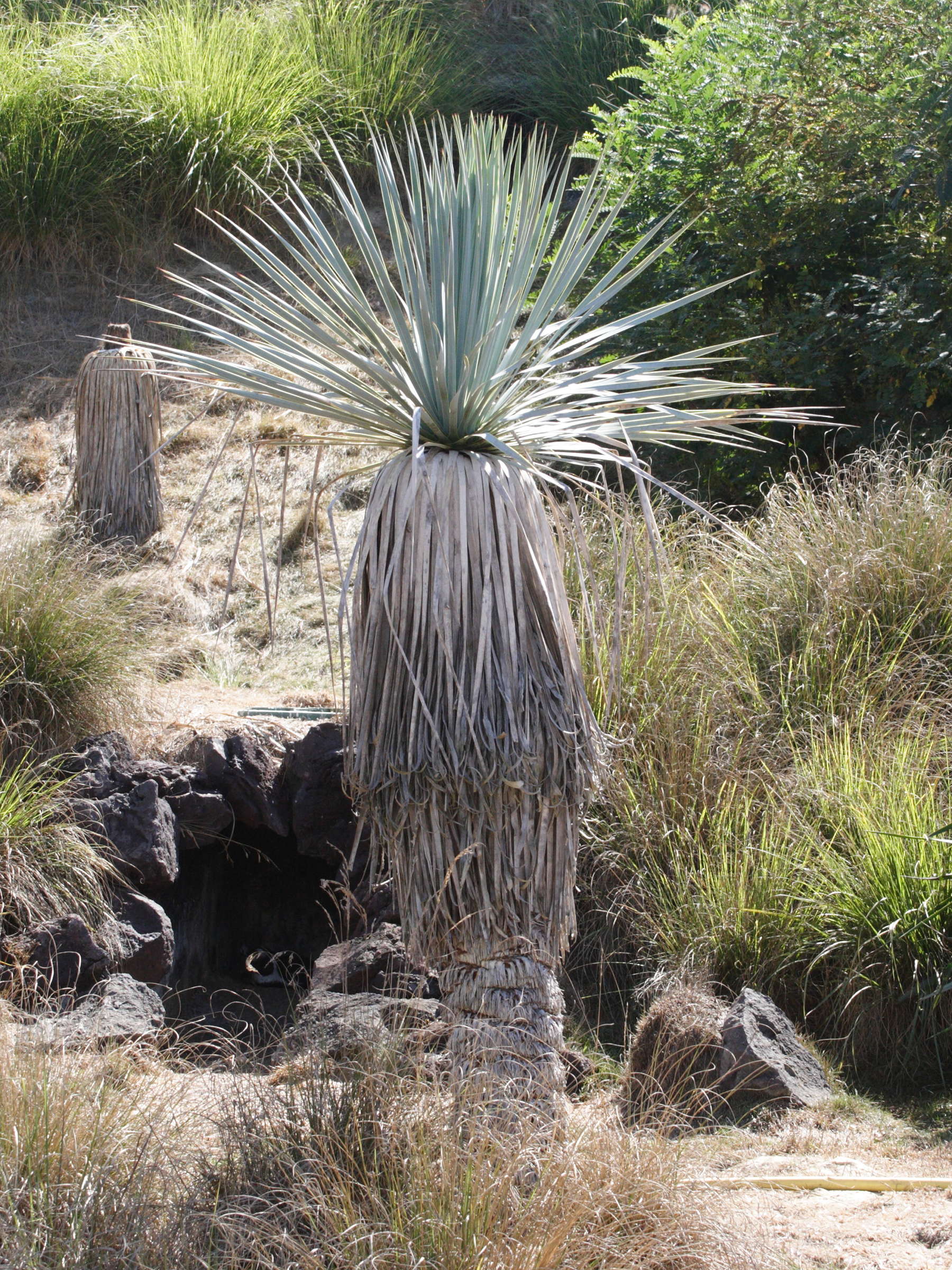 Afficher le média yucca_rostrata4md yucca_rostrata4md