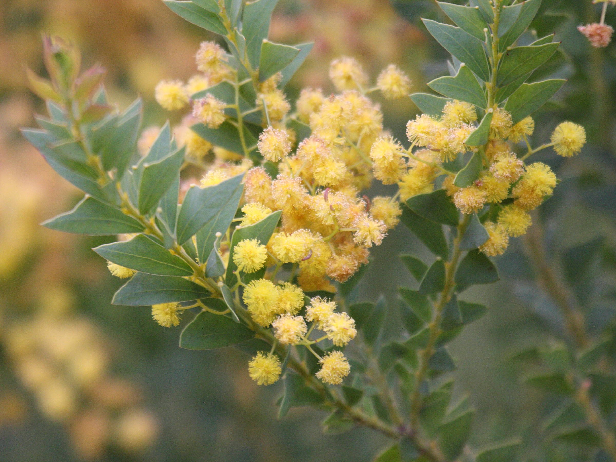 acacia_cultriformis1bd
