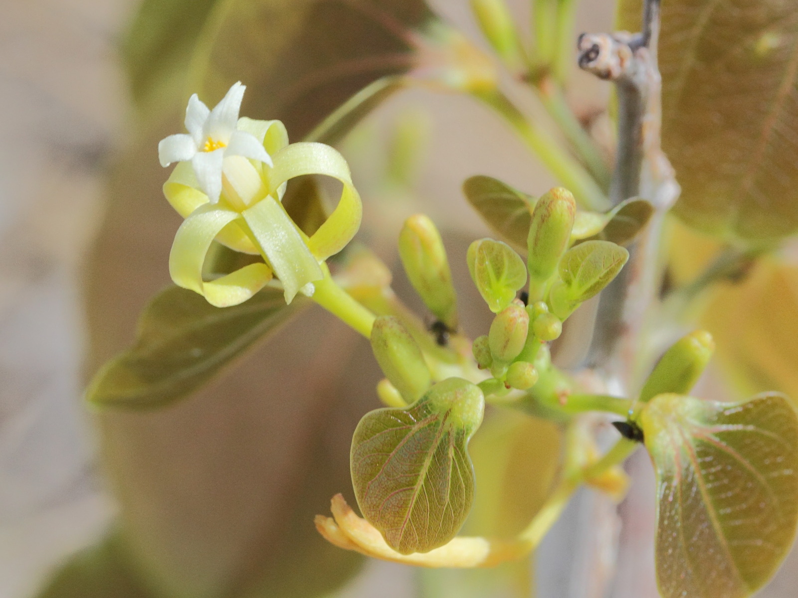 adenia_olaboensis3md
