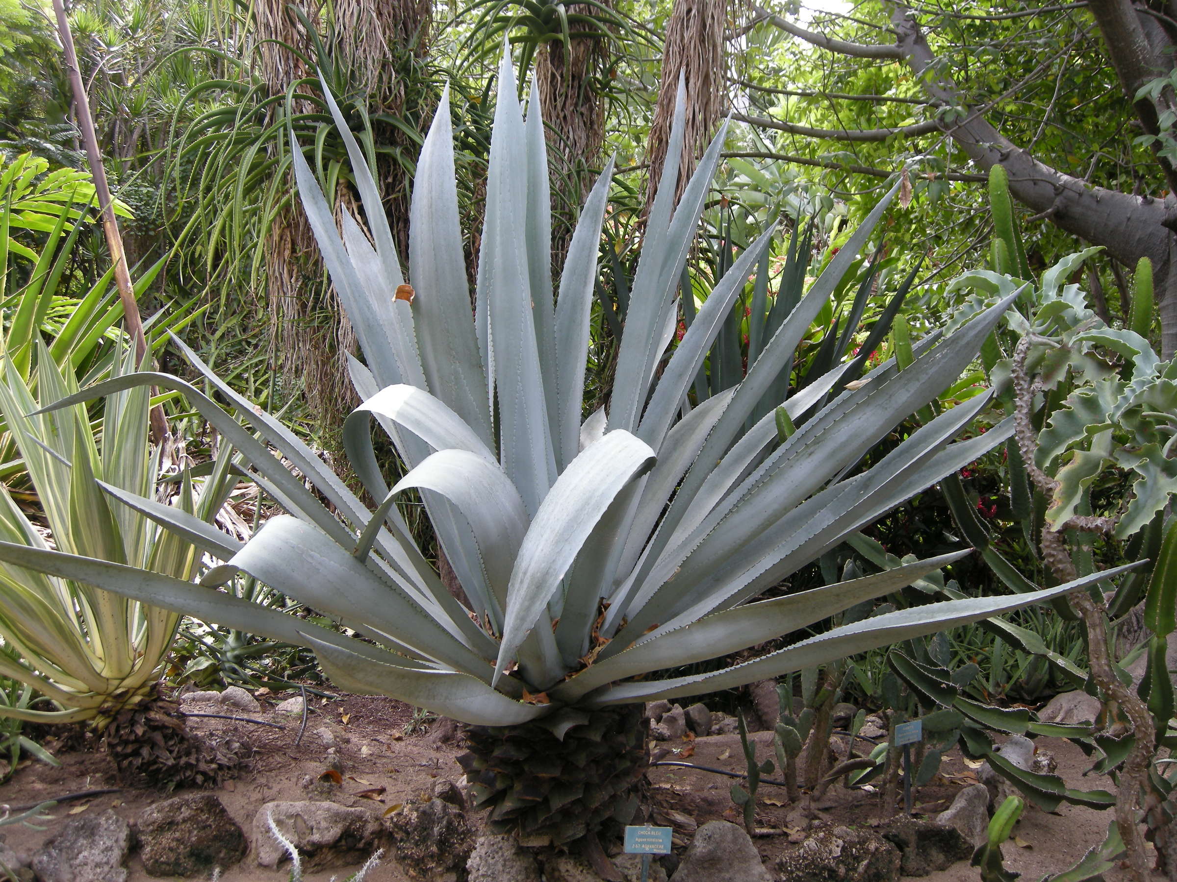 agave_sisalana1md