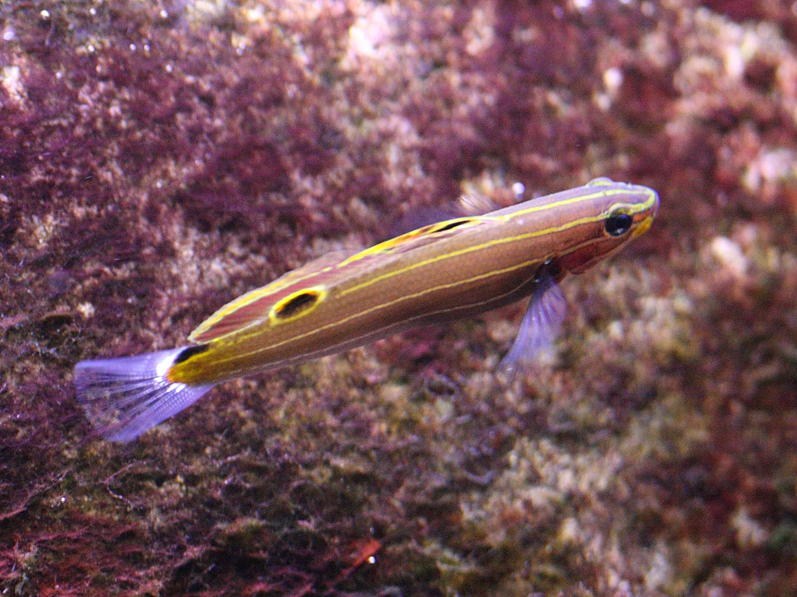 amblygobius_hectori1bd