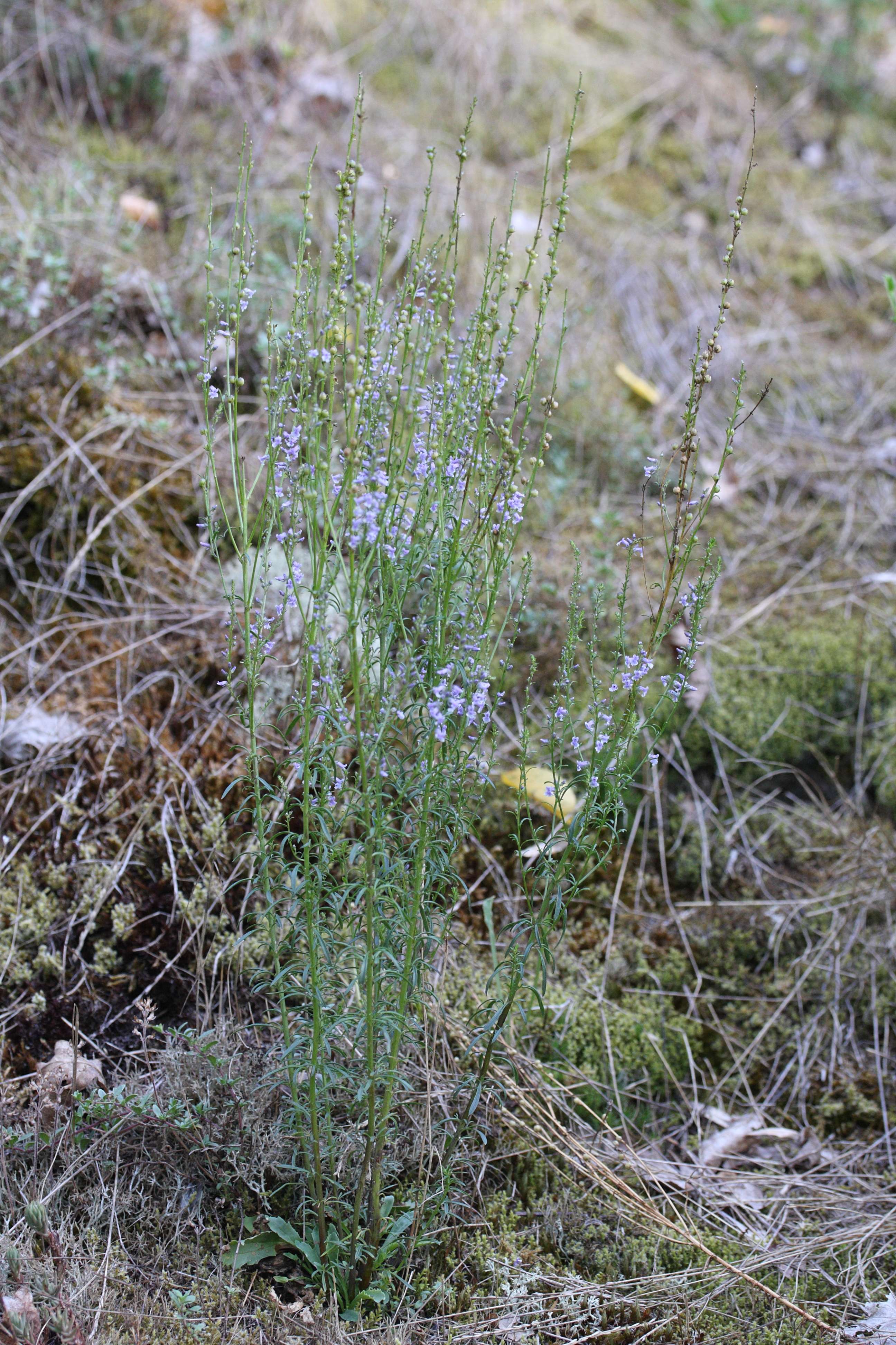 Afficher le média anarrhinum_bellidifolium1amd anarrhinum_bellidifolium1amd