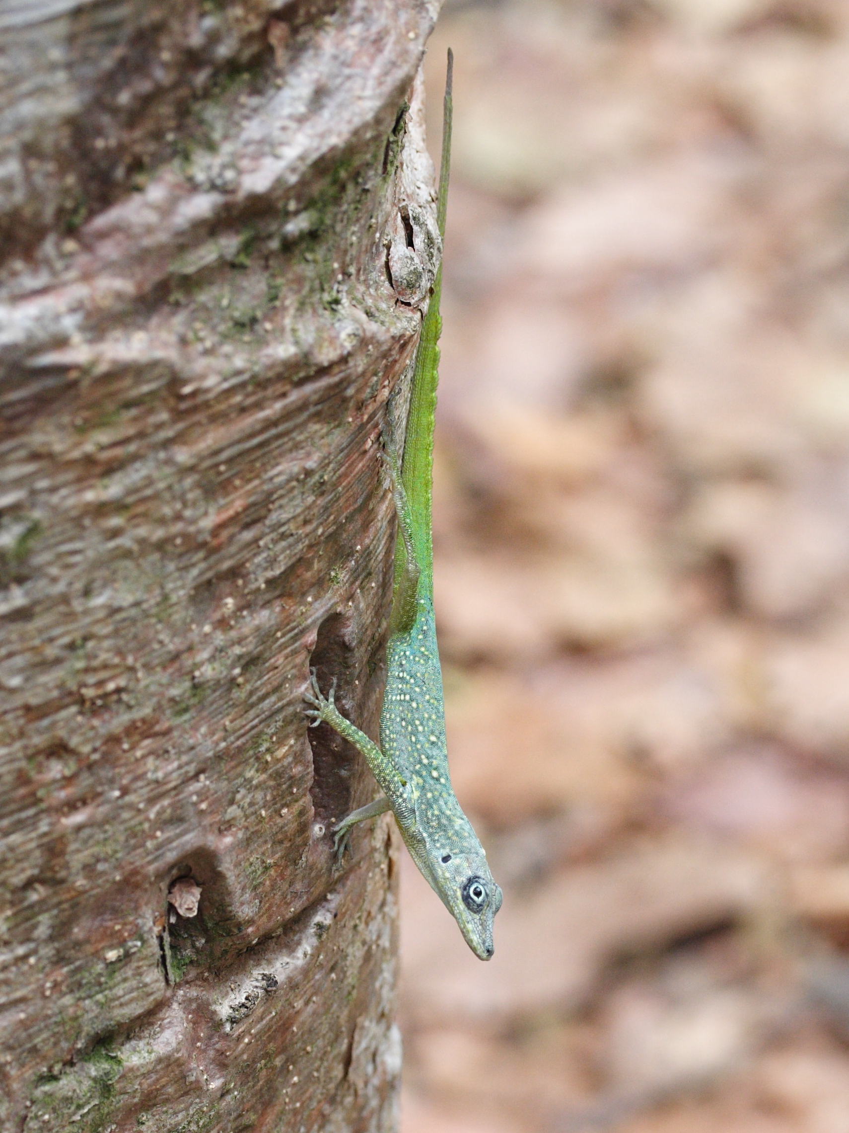 Afficher le média anolis_roquet6md anolis_roquet6md