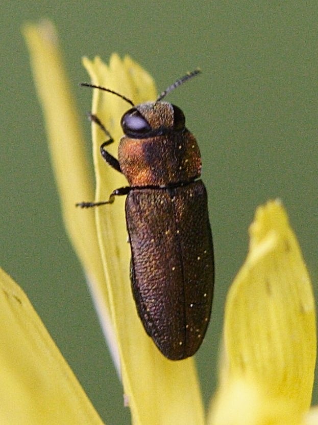 anthaxia_funerula1md