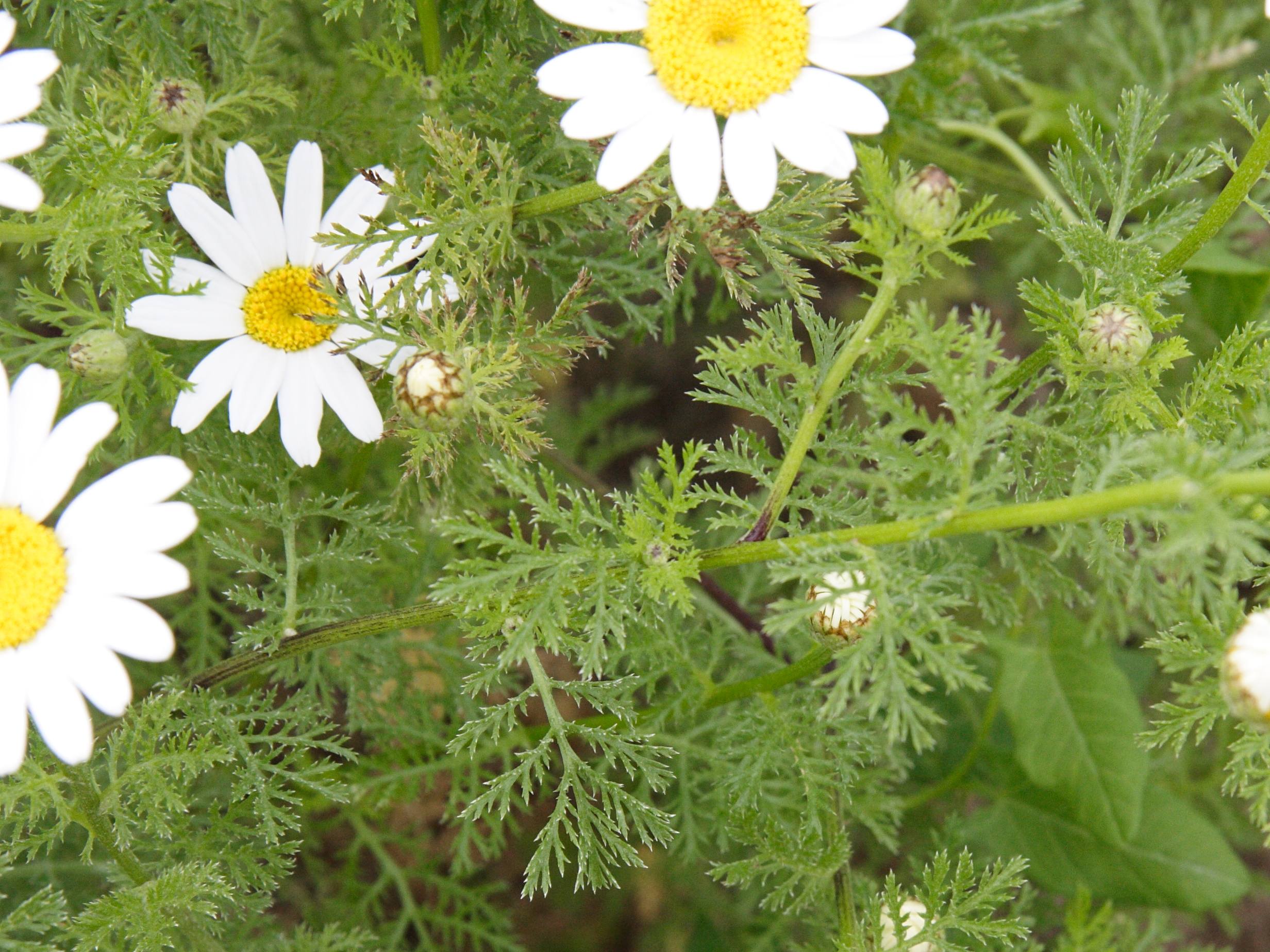 Afficher le média anthemis_altissima2md anthemis_altissima2md