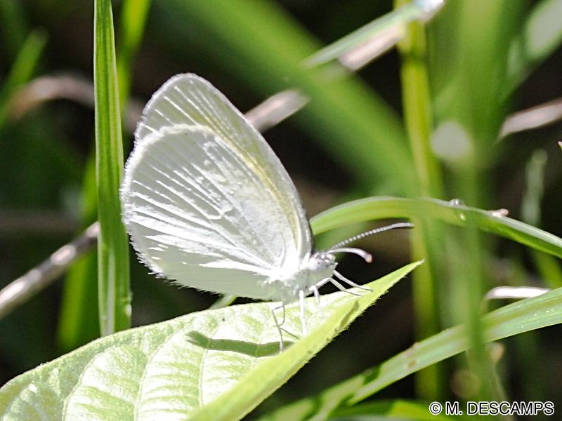 appias_drusilla_comstocki2