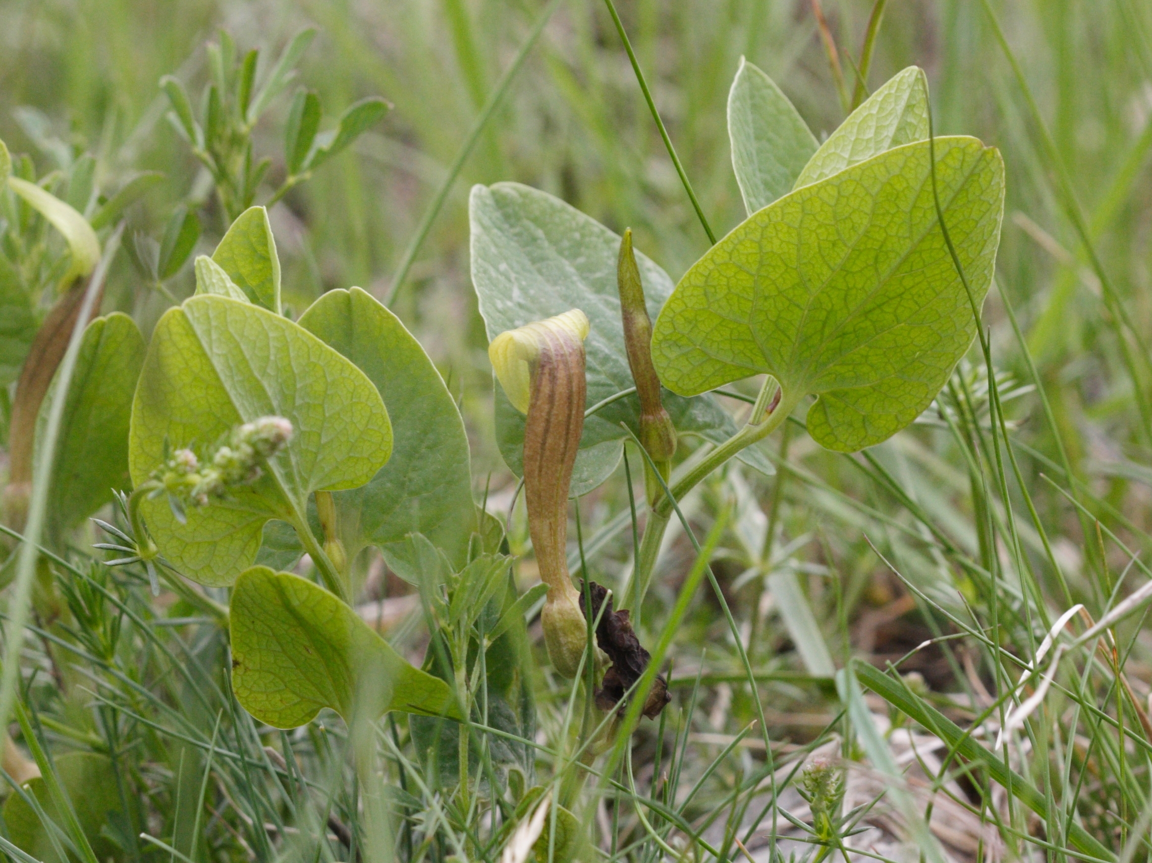 aristolochia_paucinervis1md