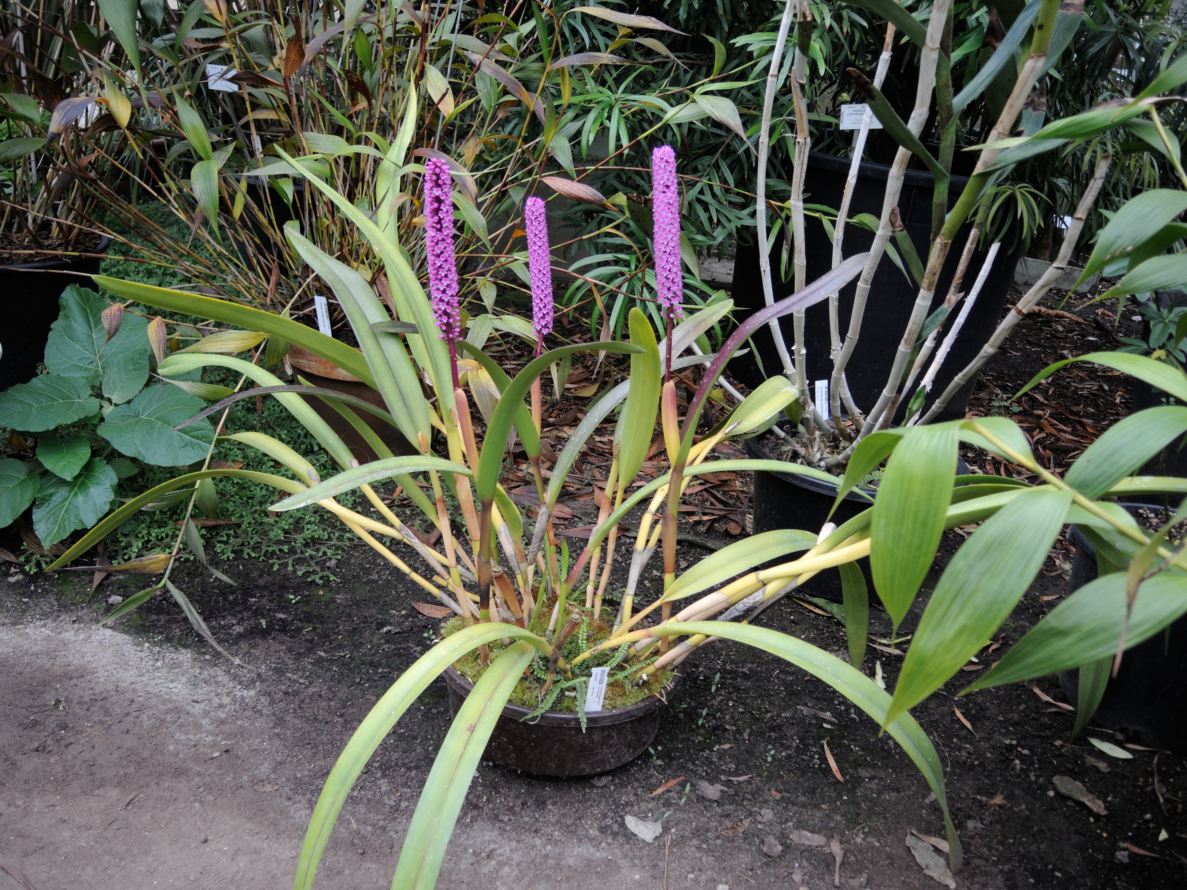 Afficher le média arpophyllum_giganteum1md arpophyllum_giganteum1md