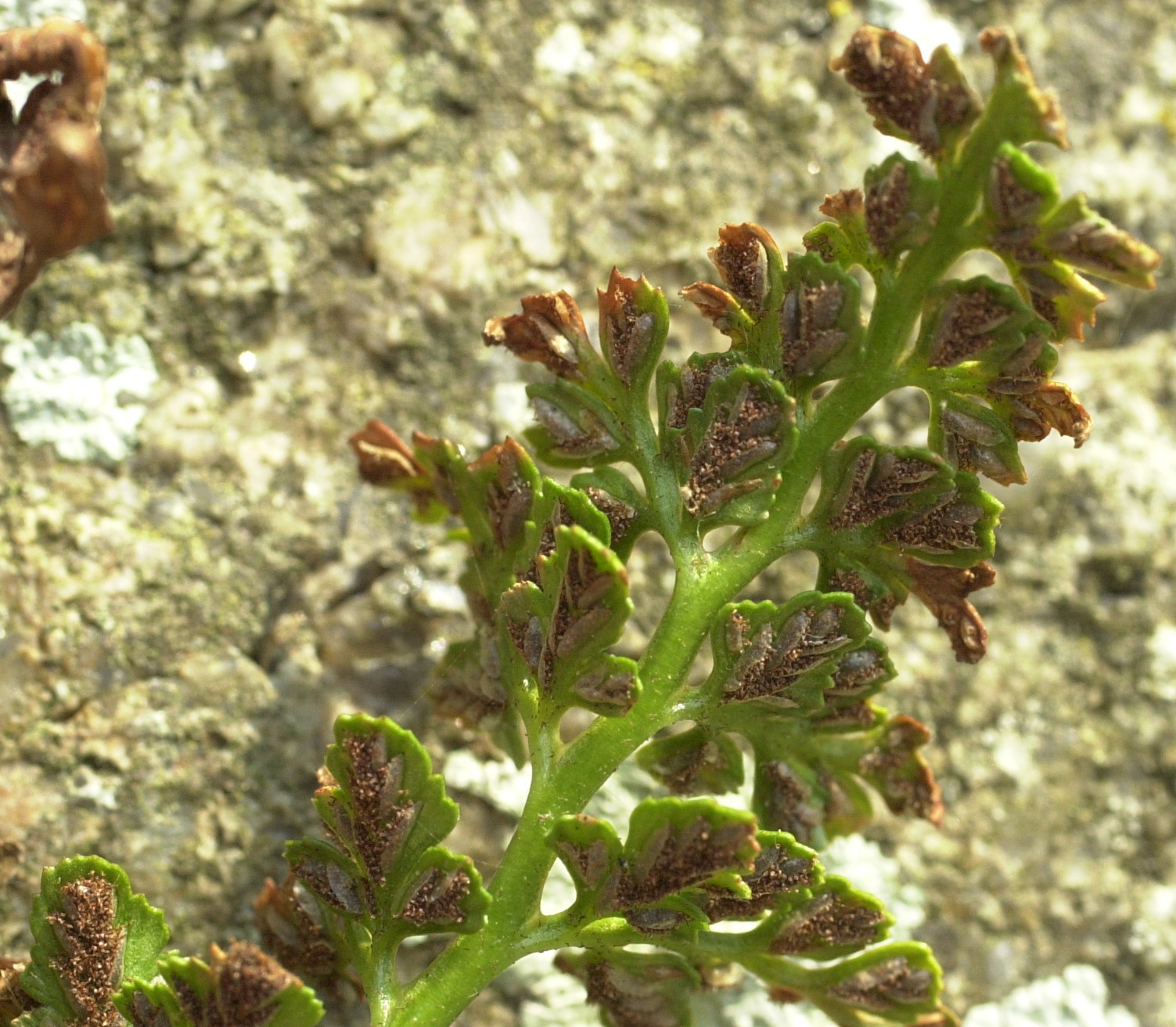 asplenium_ruta-muraria2md