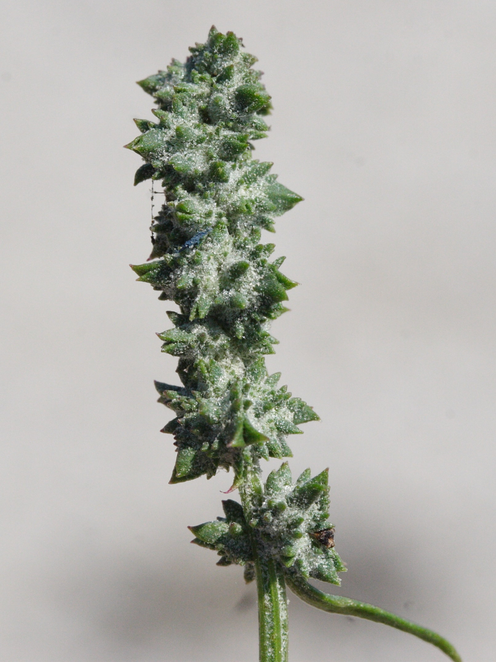 Afficher le média atriplex_littoralis2md atriplex_littoralis2md