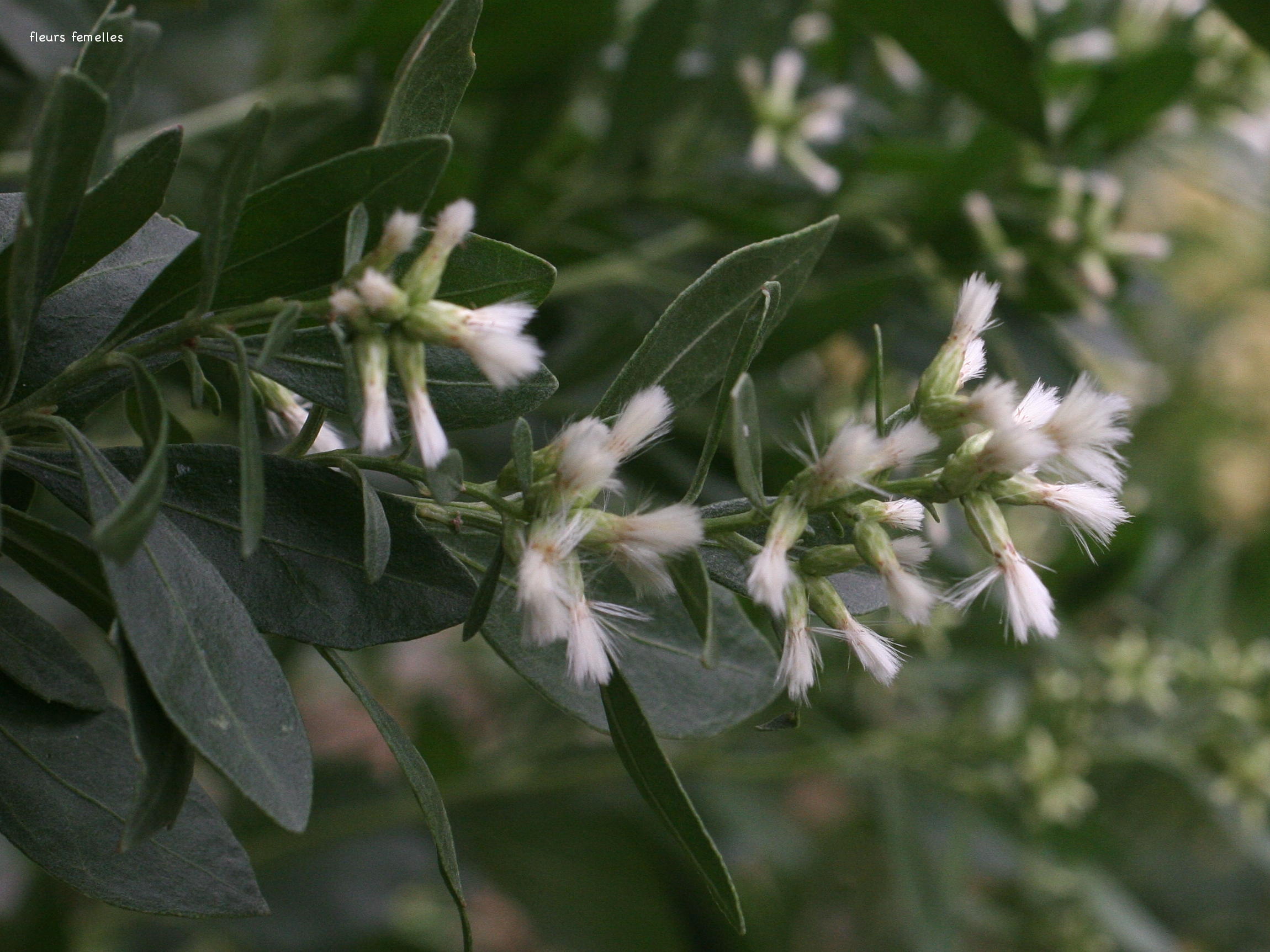 baccharis_halimifolia3md