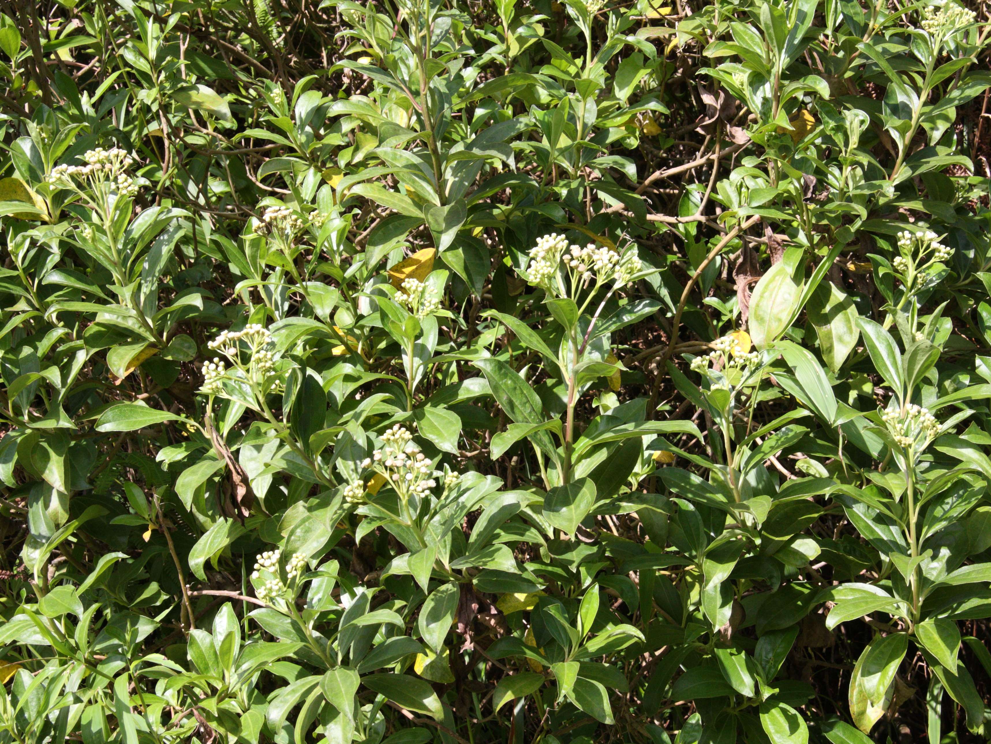 baccharis_pedunculata3md