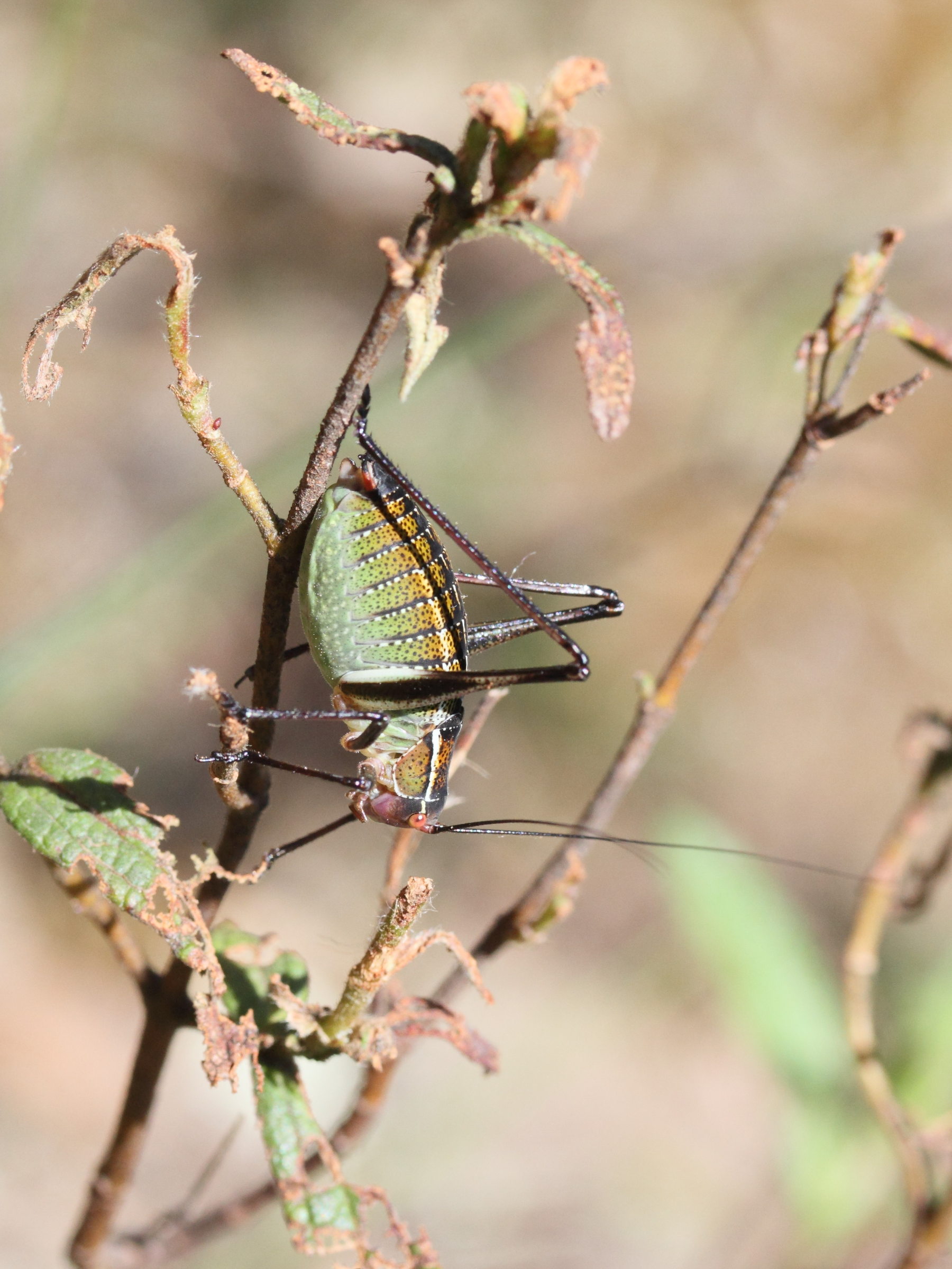 barbitistes_fischeri3md