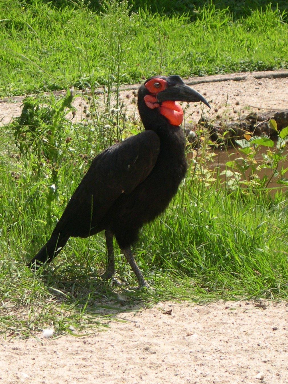 Afficher le média bucorve_du_sud_-_bucorvus_leadbeateri3md bucorve_du_sud_-_bucorvus_leadbeateri3md