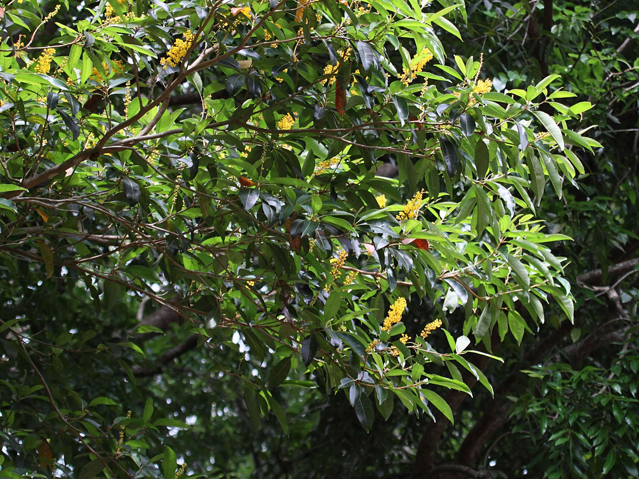 Afficher le média Bunchosia_polystachya Bunchosia_polystachya