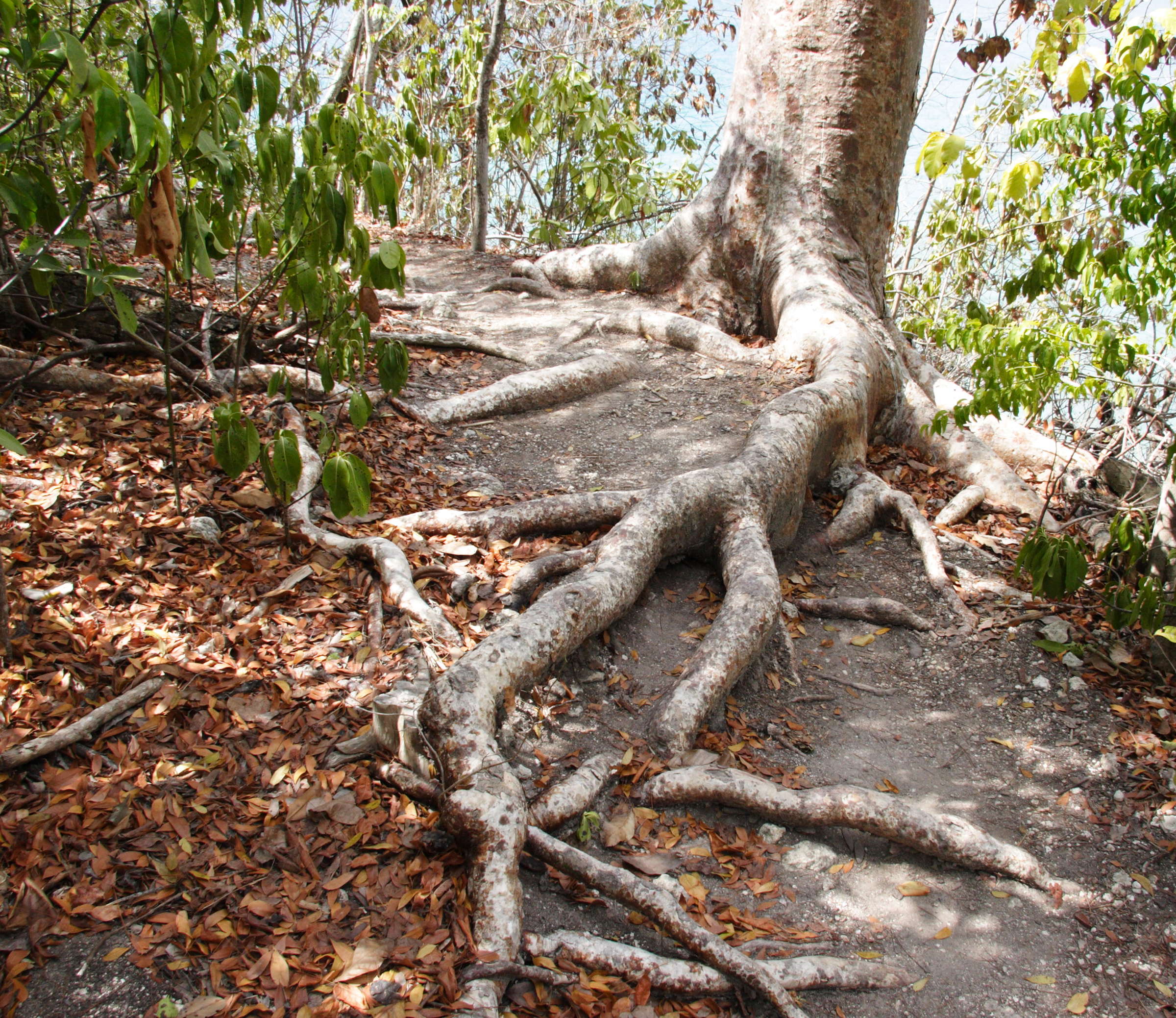 Afficher le média bursera_simaruba3md bursera_simaruba3md