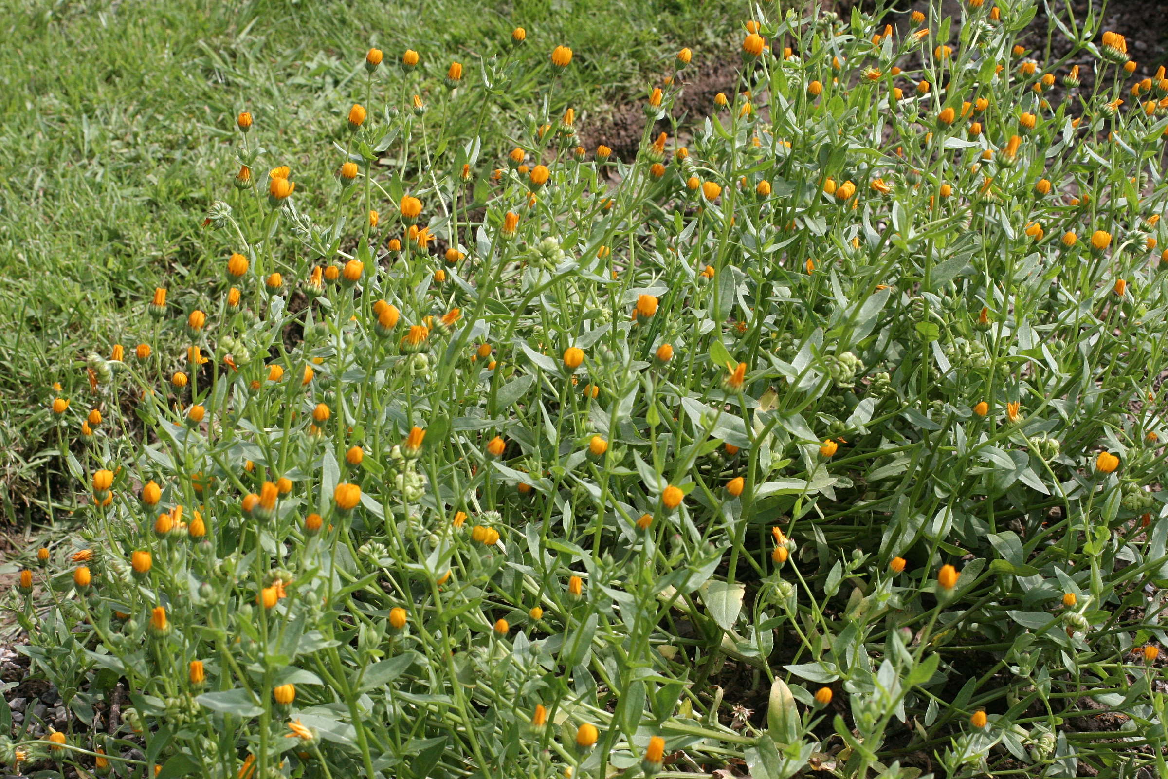 calendula_arvensis3md