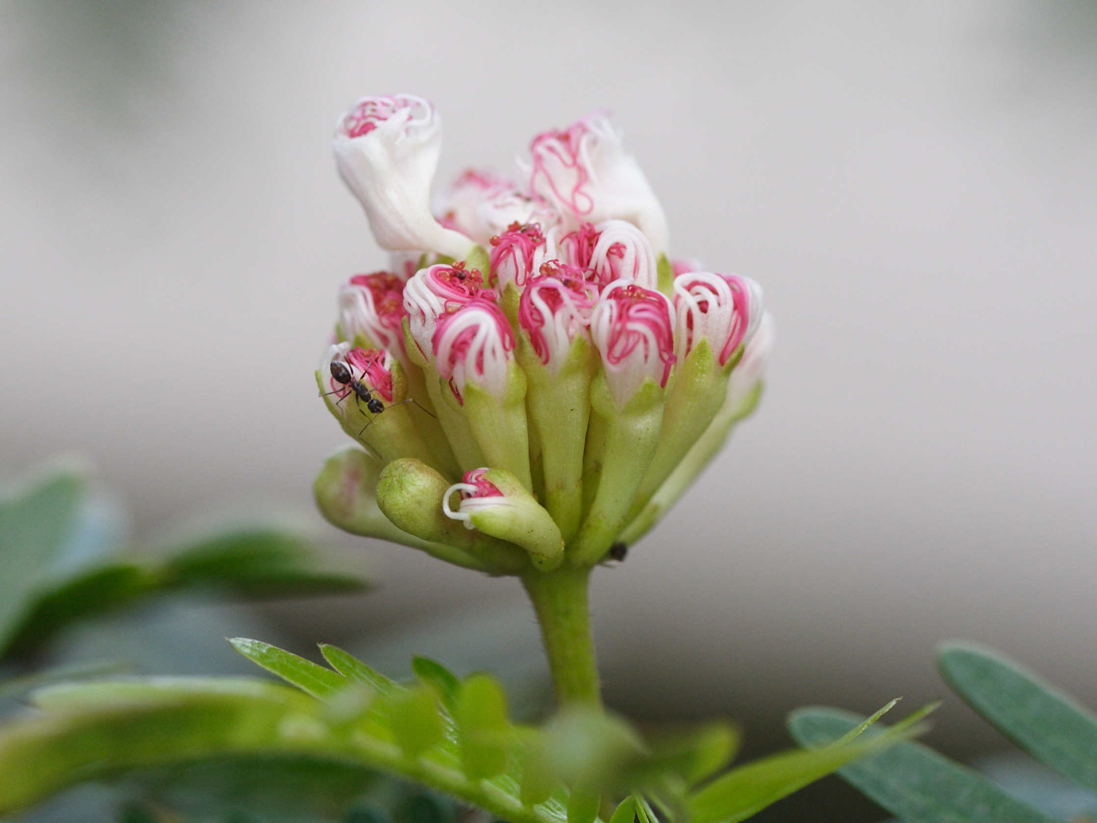 Afficher le média calliandra_surinamensis2md calliandra_surinamensis2md