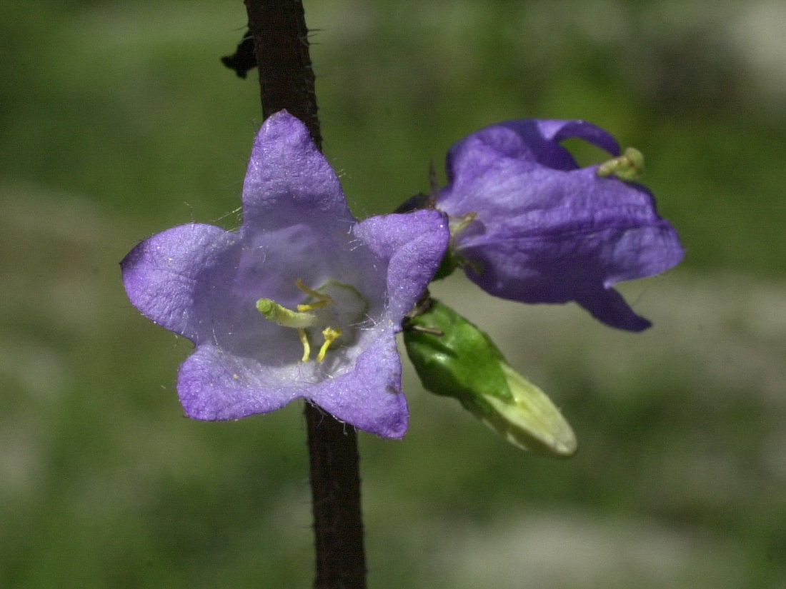 campanula_latifolia3md