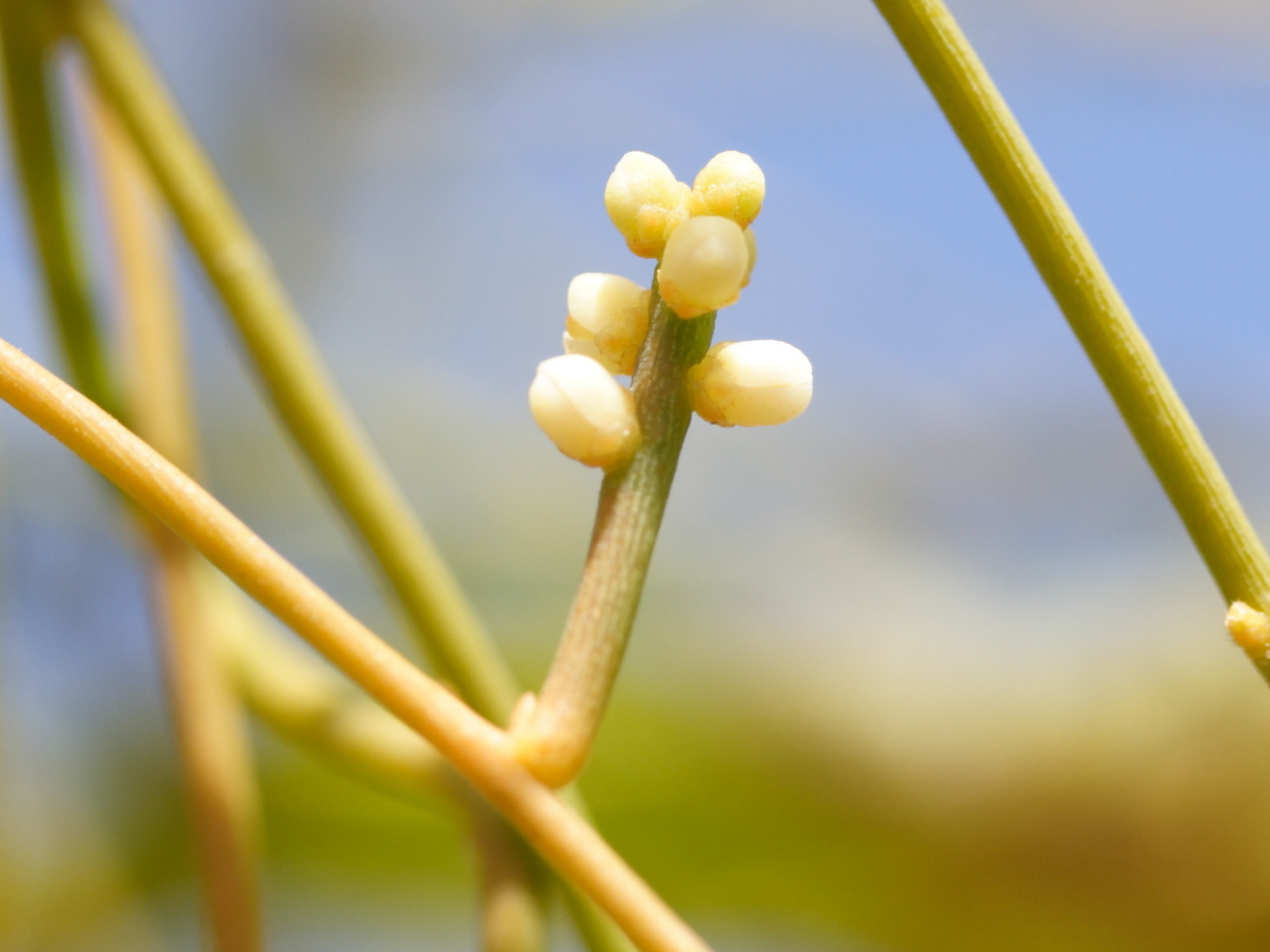 cassytha_filiformis8md