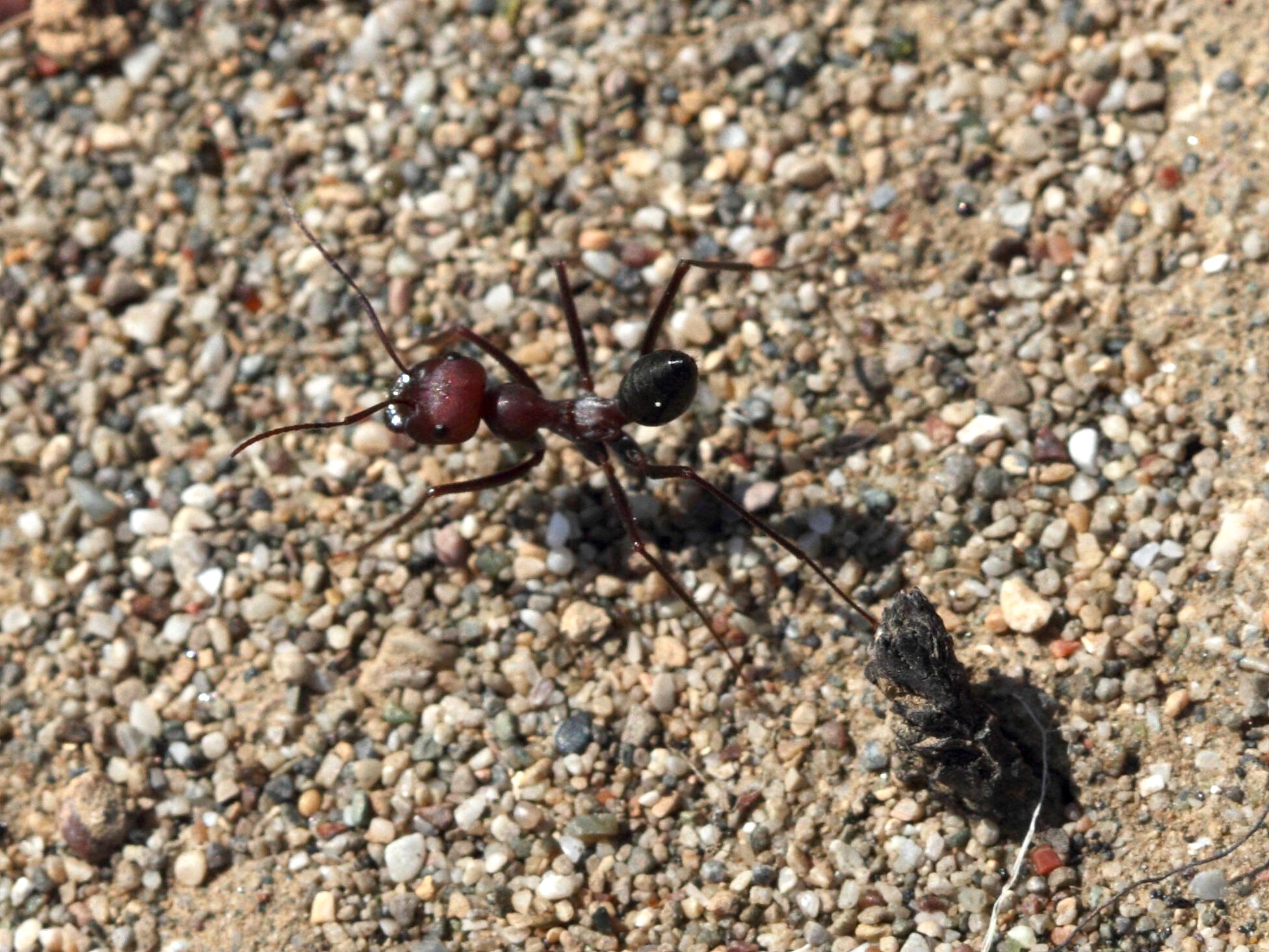 cataglyphis_albicans1bd