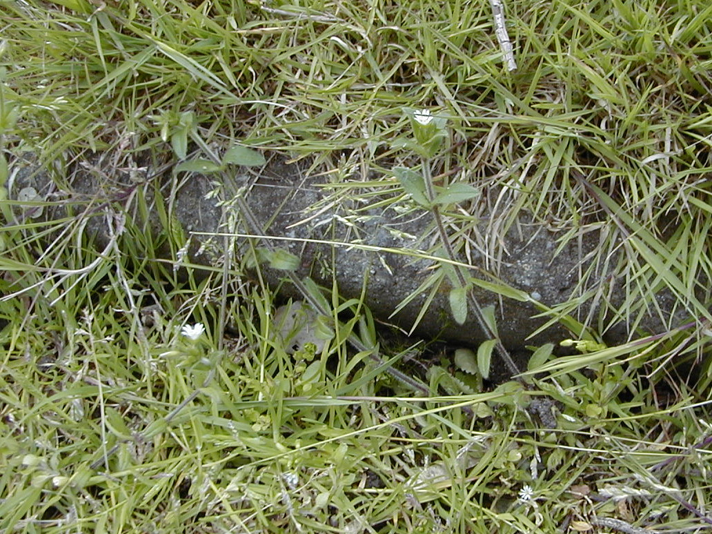 cerastium_semidecandrum2md