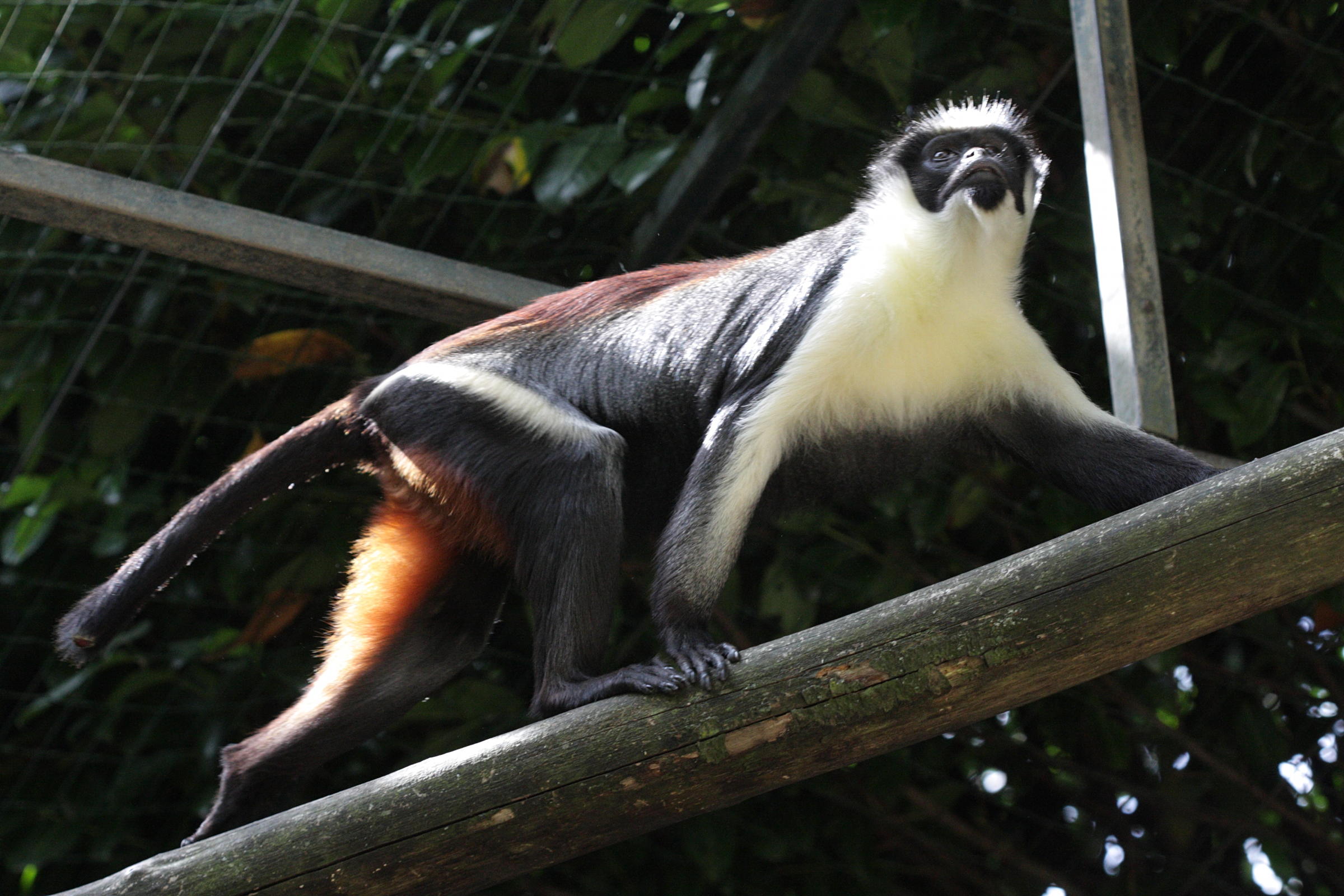 cercopithecus_diana3bd