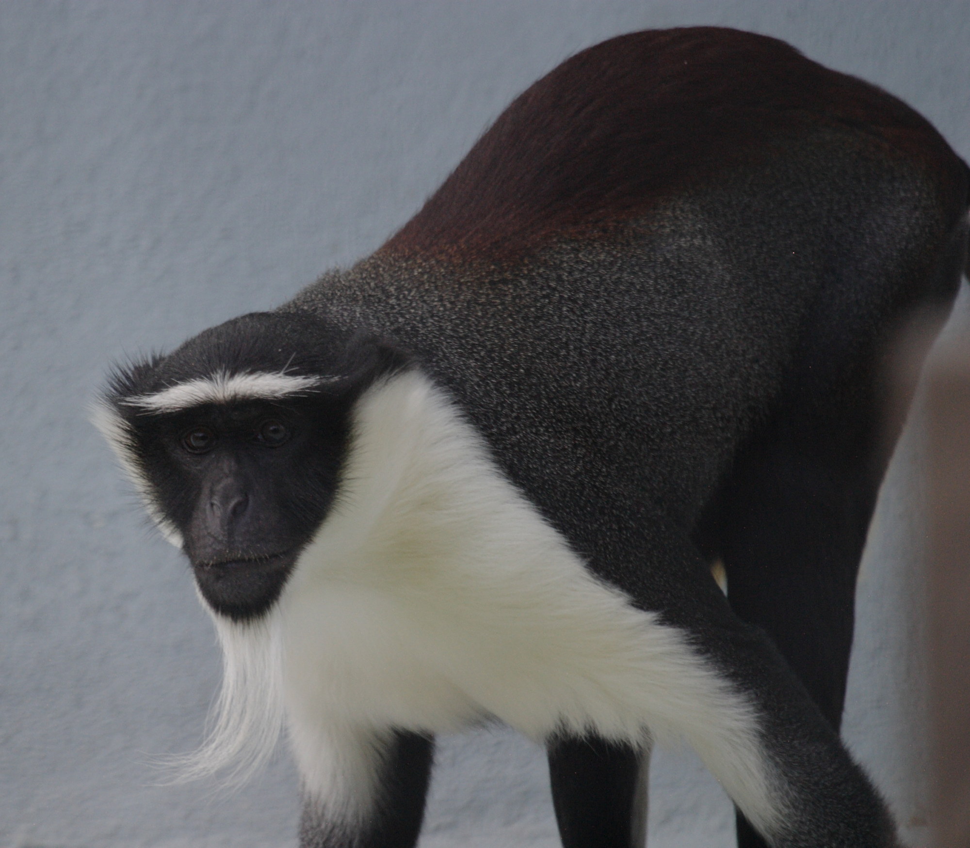 cercopithecus_diana_roloway1bd