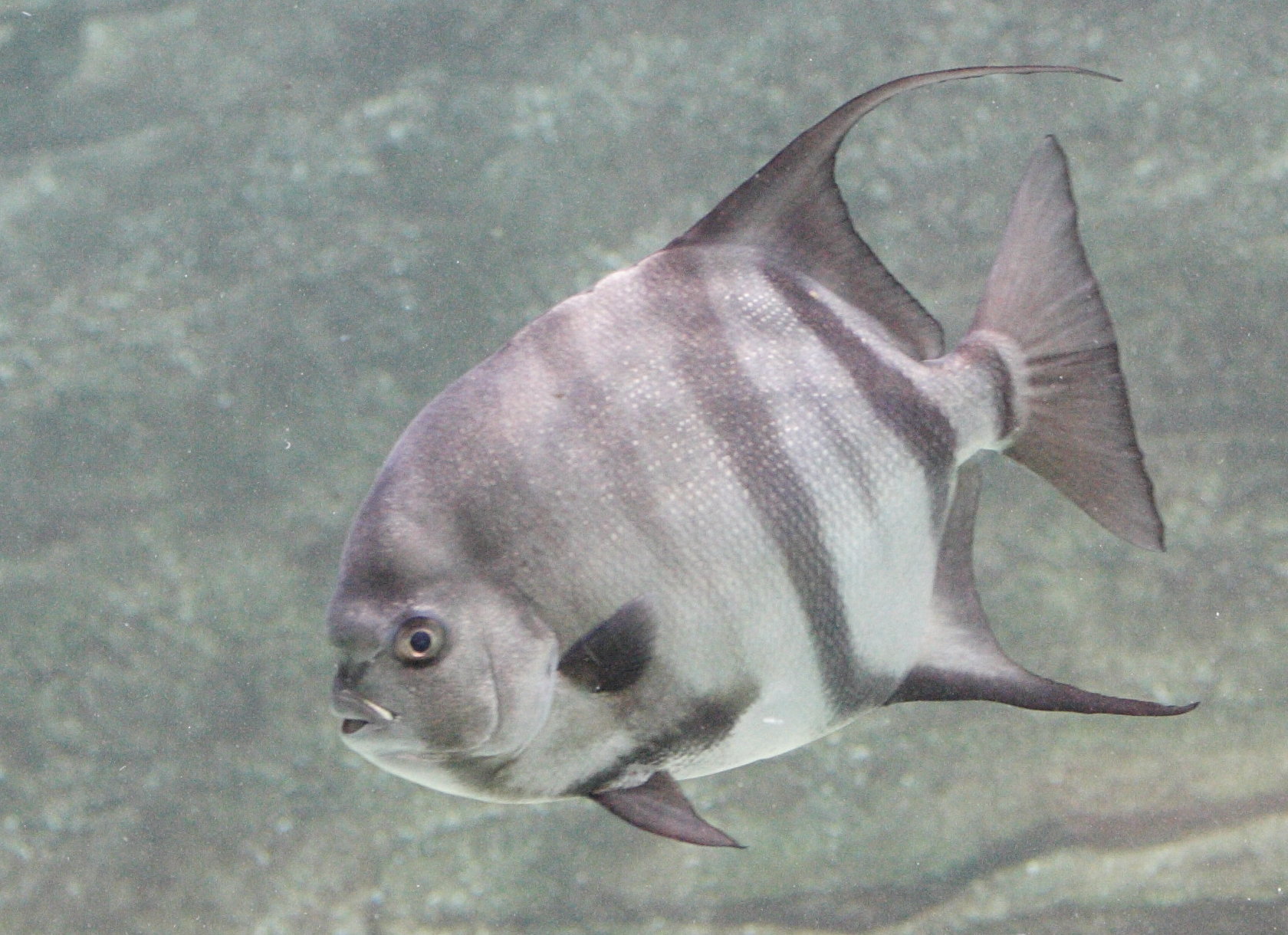 Afficher le média chaetodipterus_faber1md chaetodipterus_faber1md