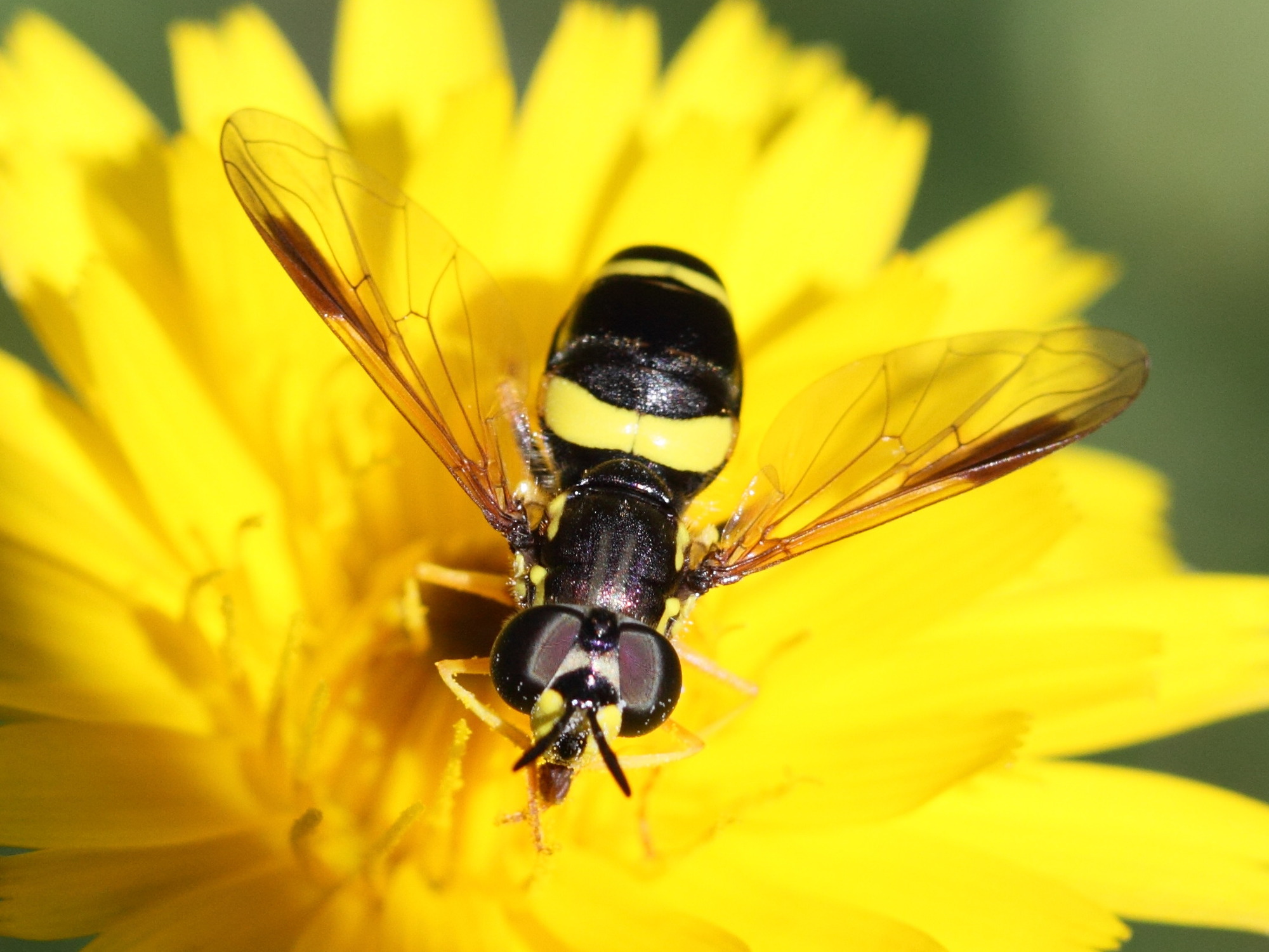 chrysotoxum_bicinctum1bd