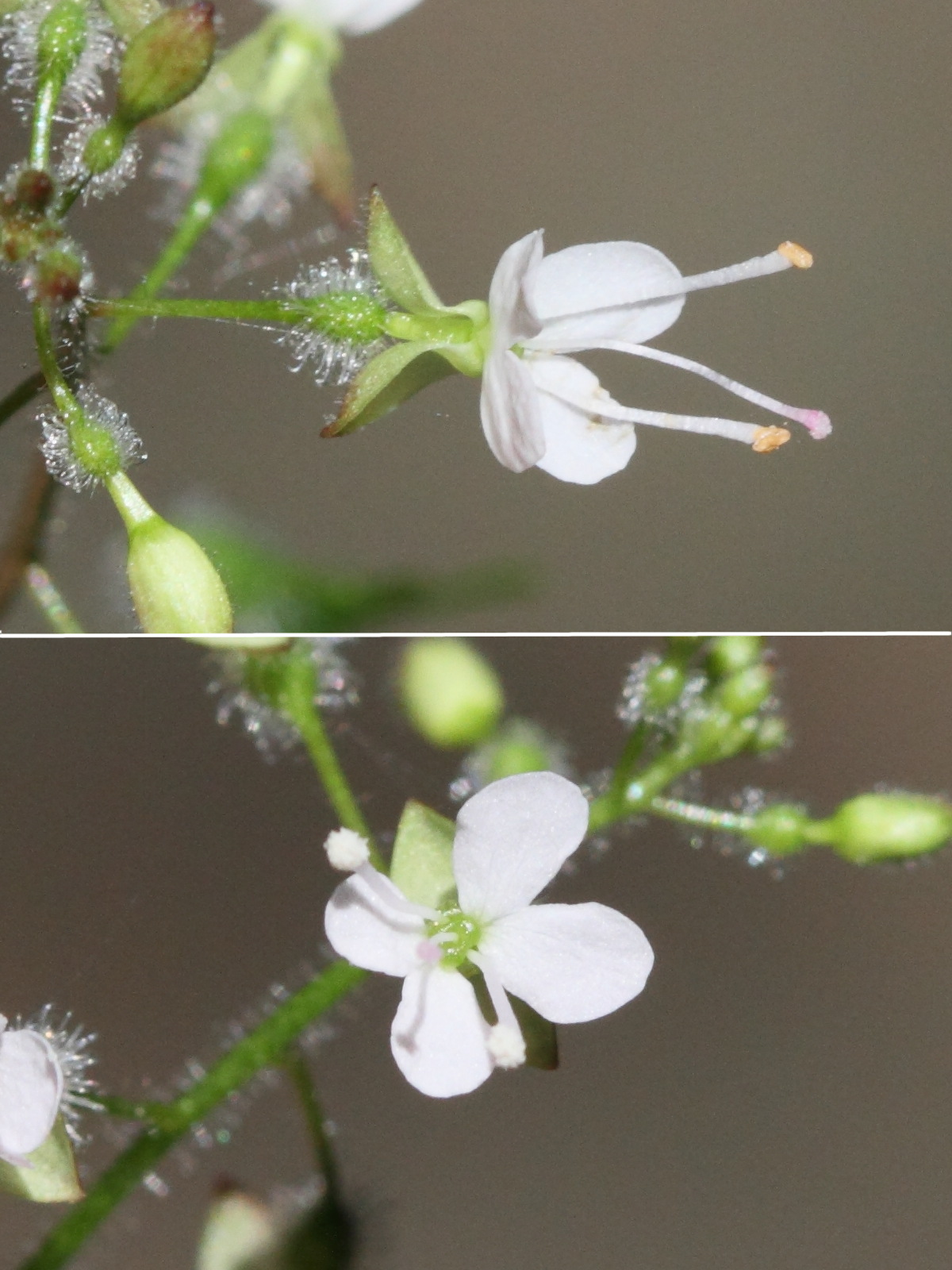 Afficher le média circaea_lutetiana5bd circaea_lutetiana5bd