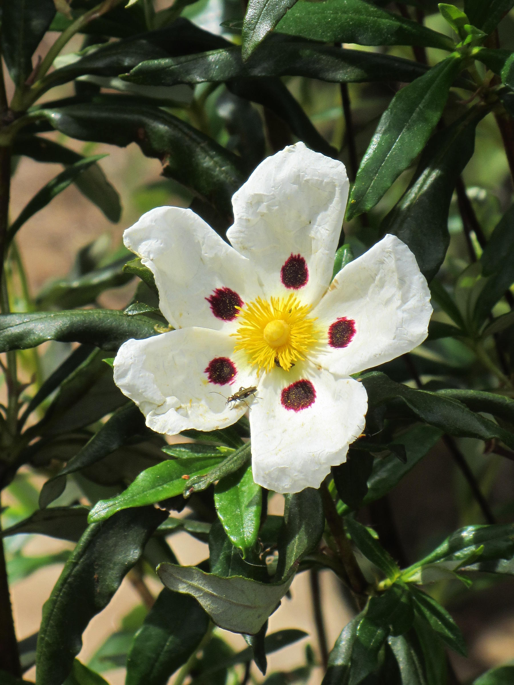 Afficher le média Cistus_ladanifer Cistus_ladanifer