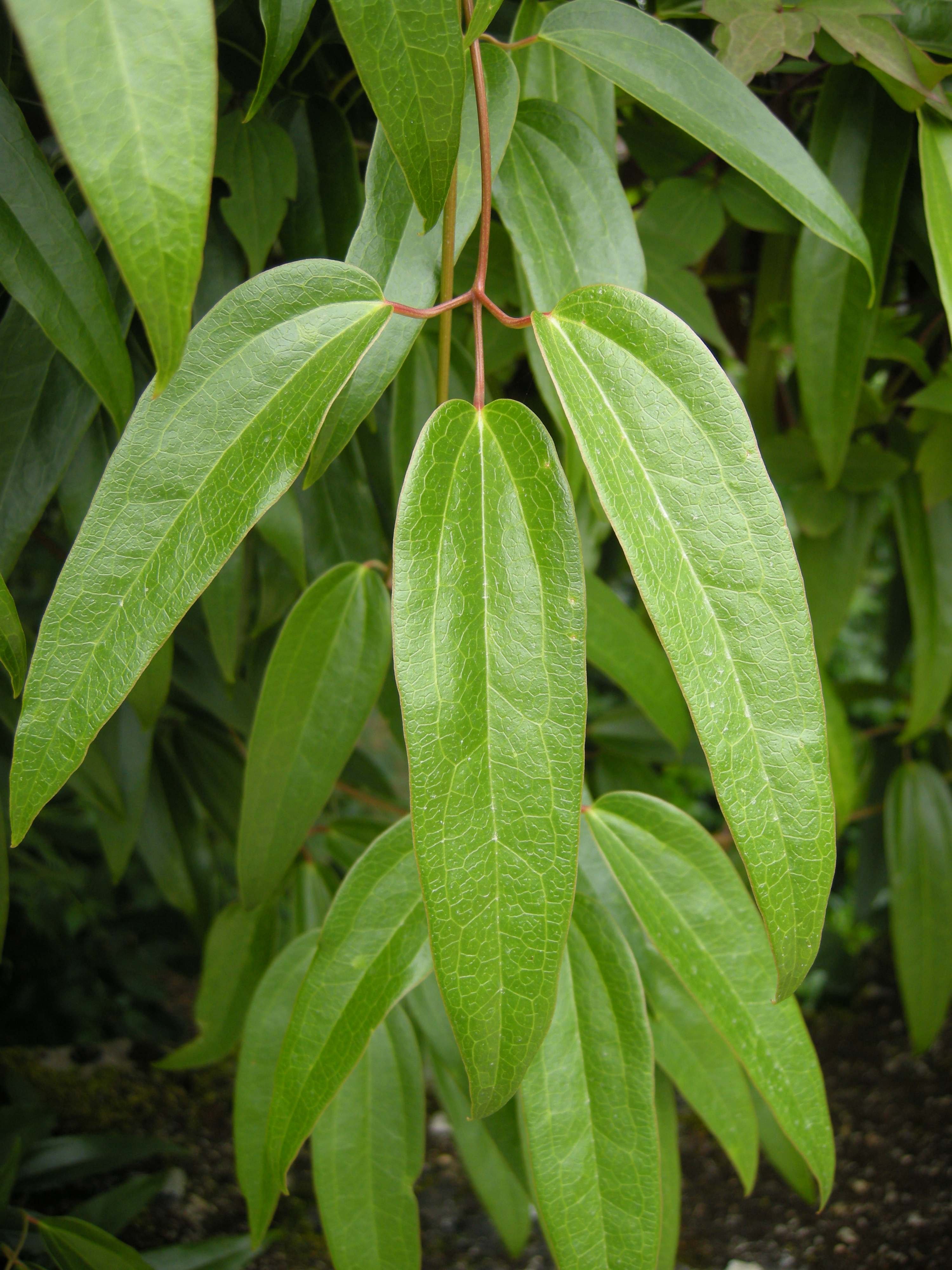 clematis_armandii2bd