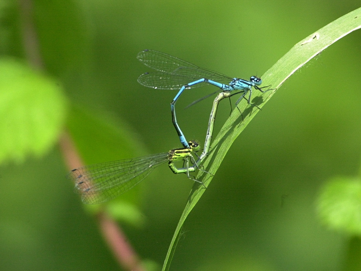 coenagrion_puella7md