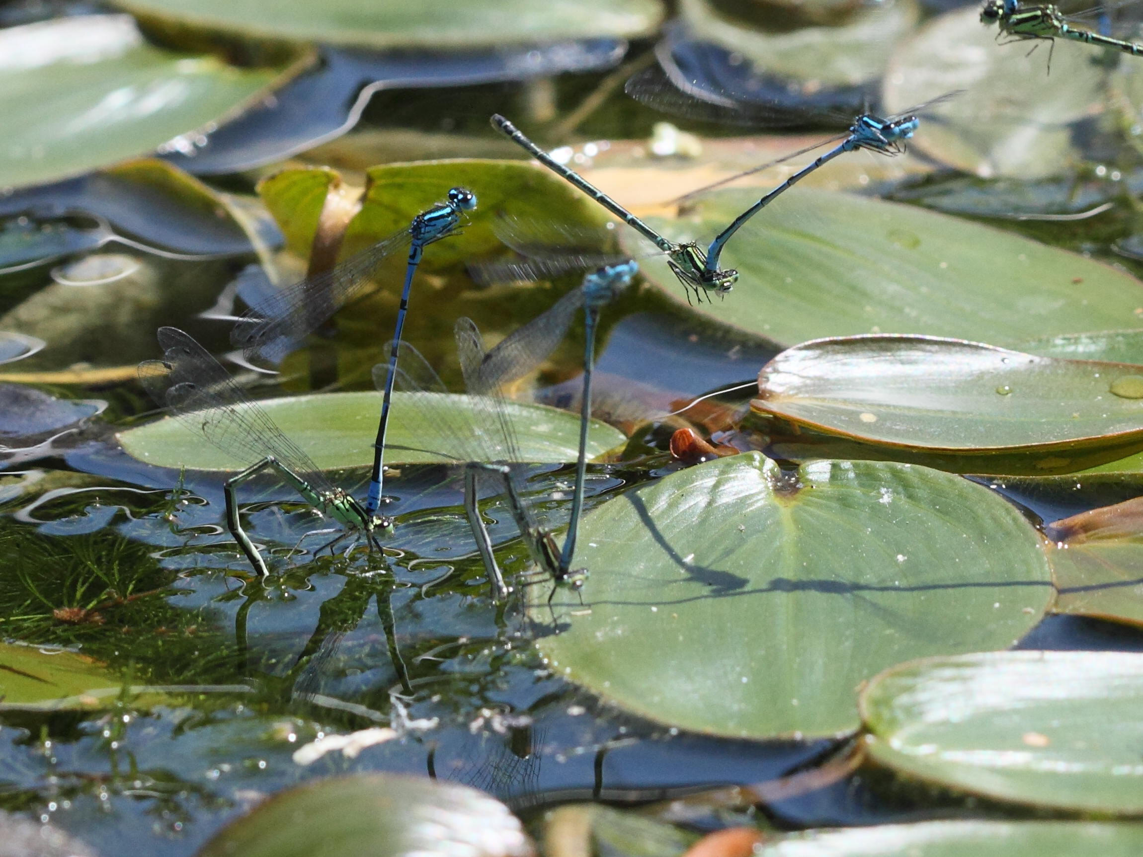 coenagrion_puella9bd