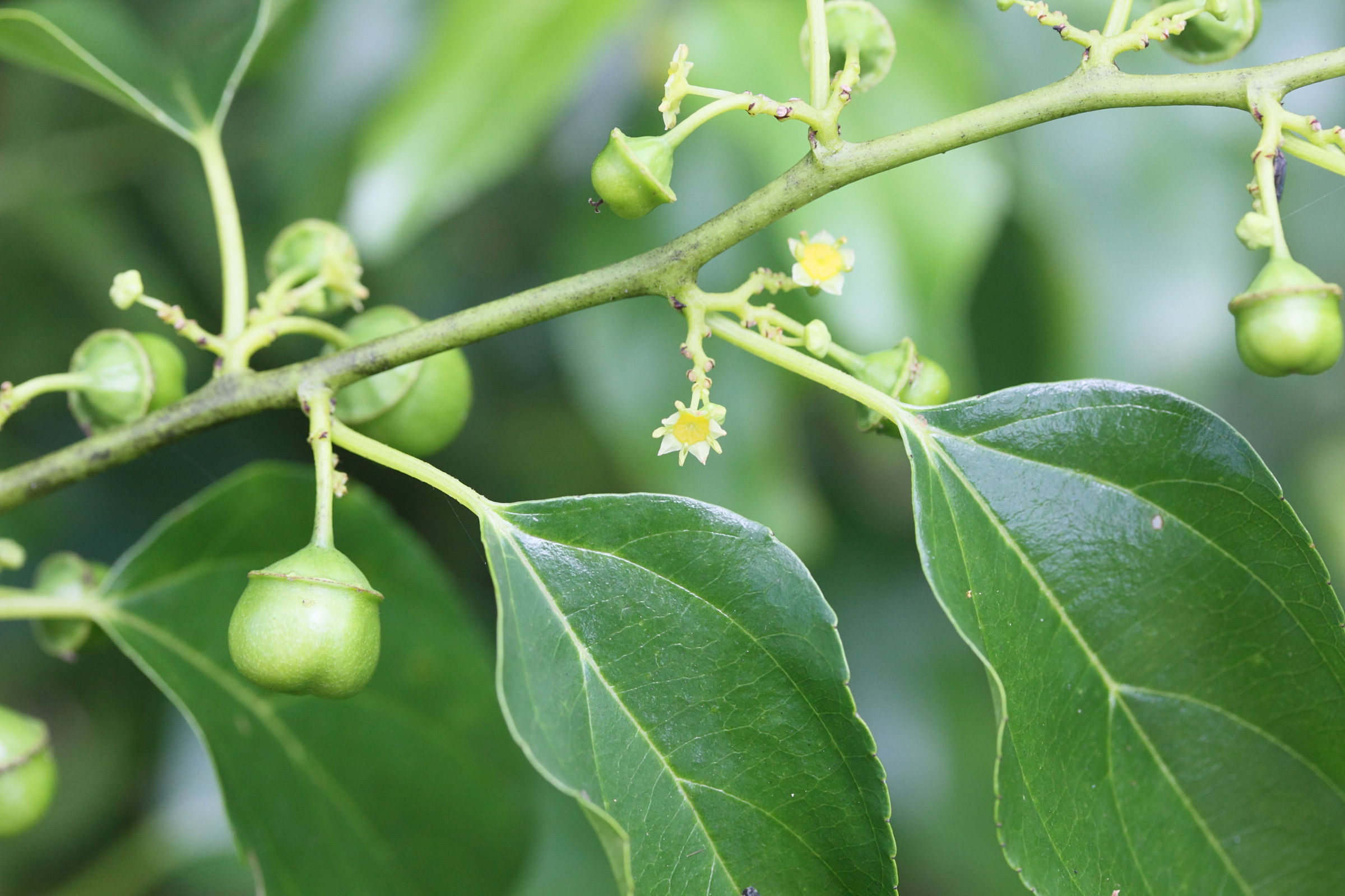 colubrina_asiatica1md