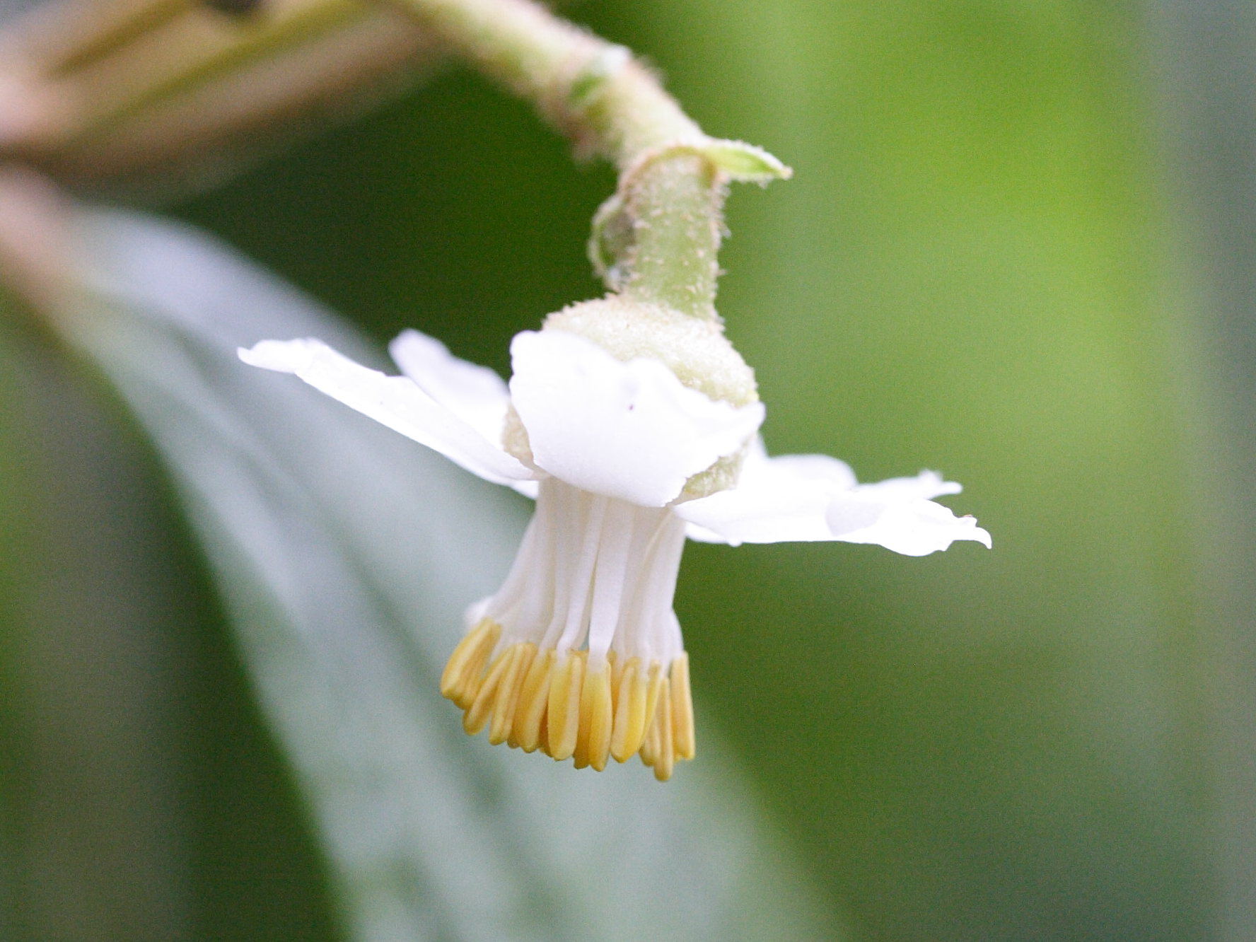 conostegia_icosandra4md