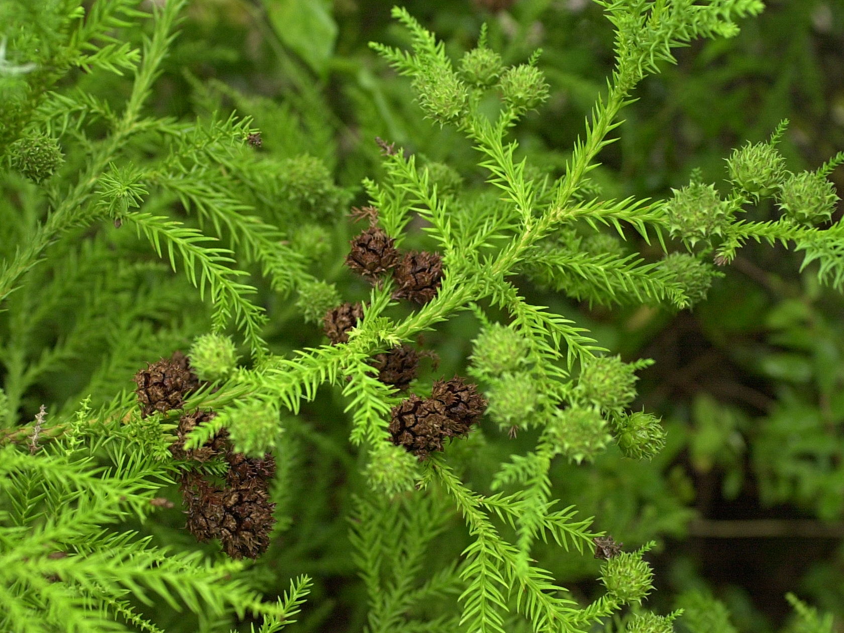 cryptomeria_japonica4amd