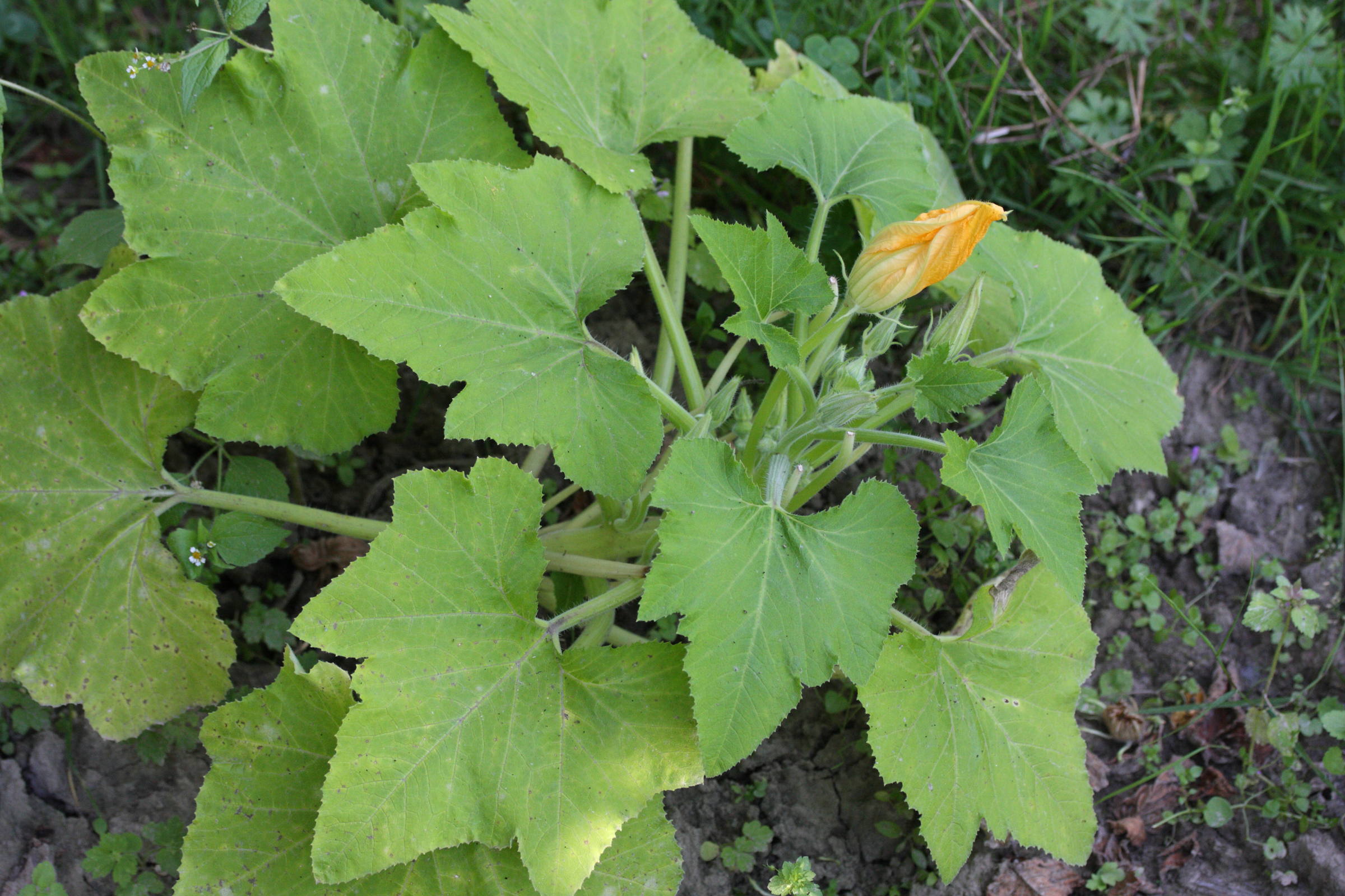 Afficher le média cucurbita_pepo_ovifera2md cucurbita_pepo_ovifera2md