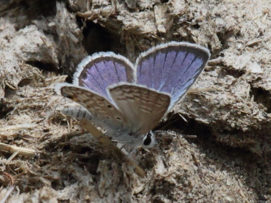 cyclargus_thomasi_woodruffi2bd